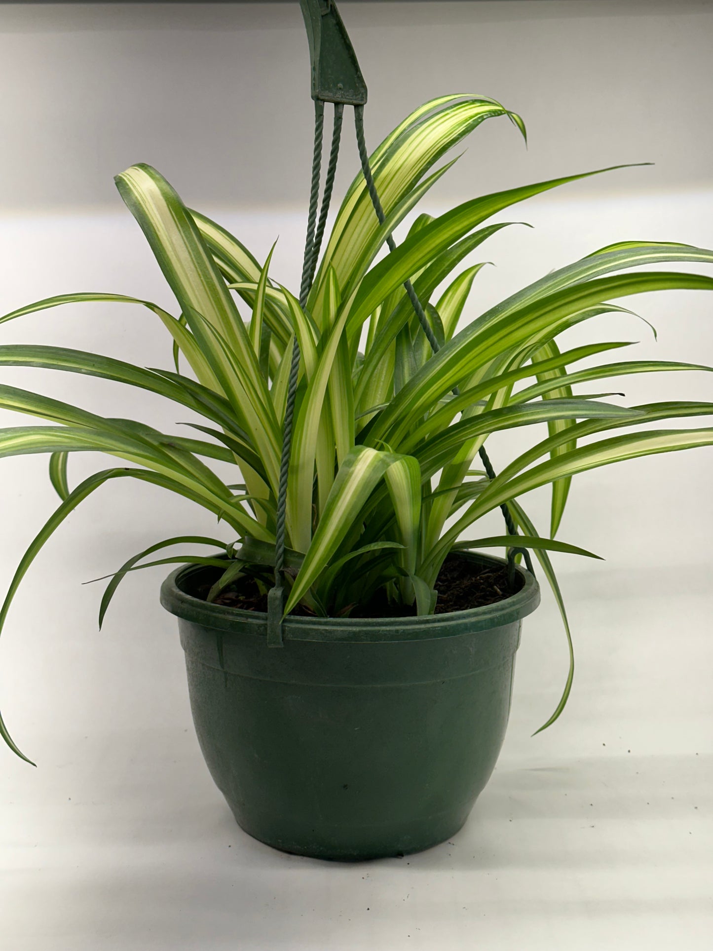 8” Spider Plant HB