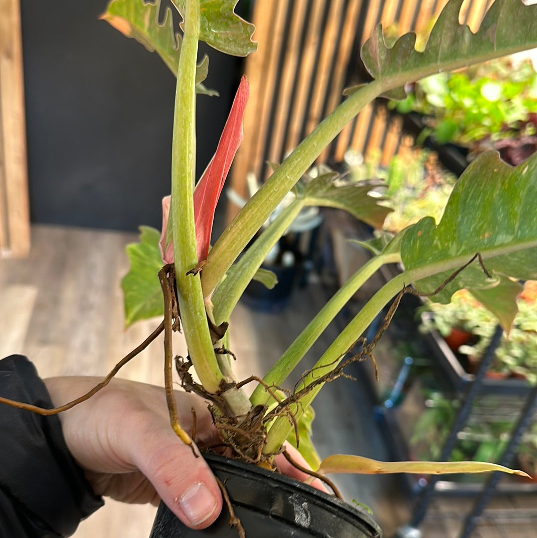 4" Philodendron Ring of Fire