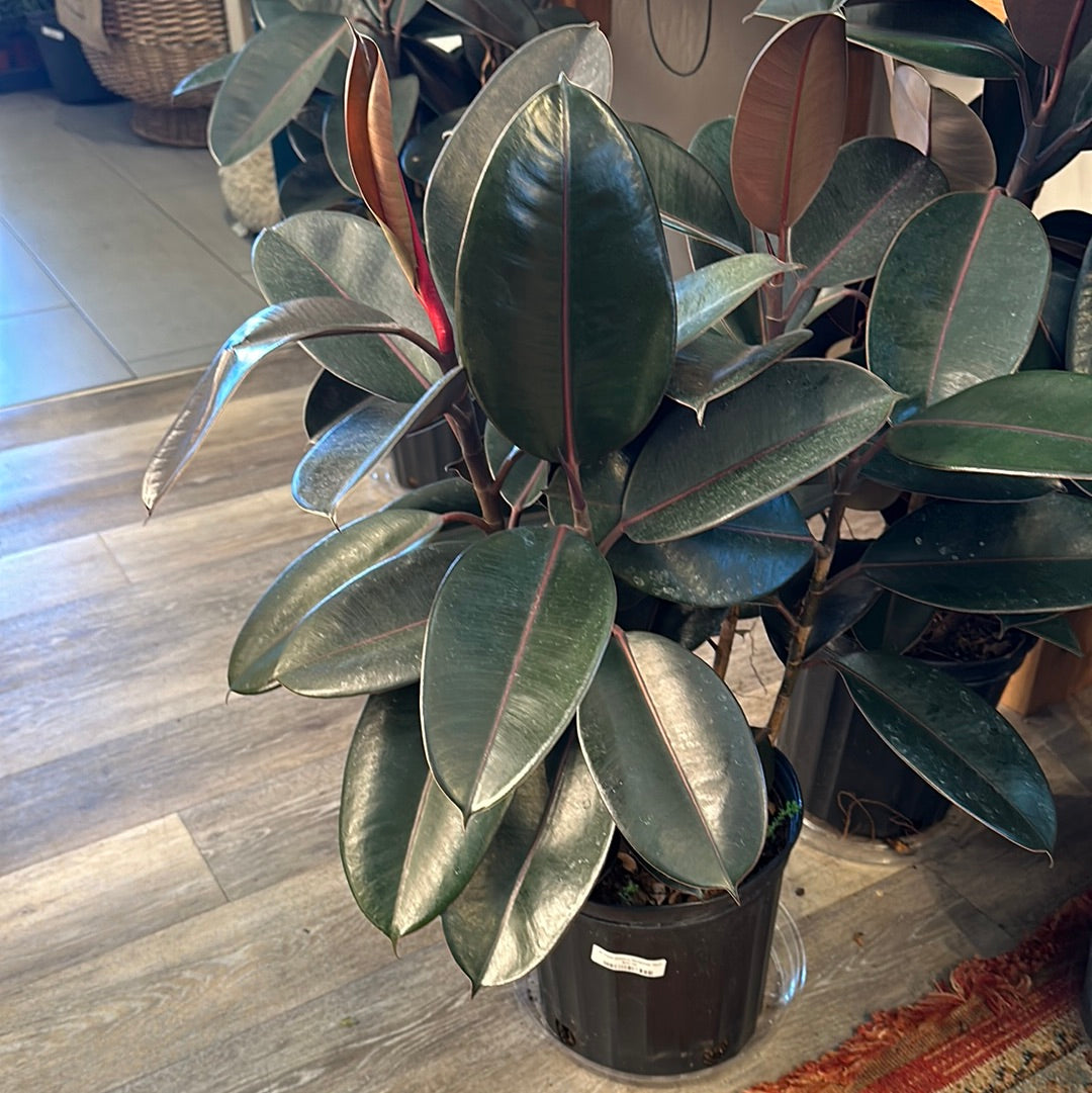 8" Ficus elastica 'Burgundy' Bush