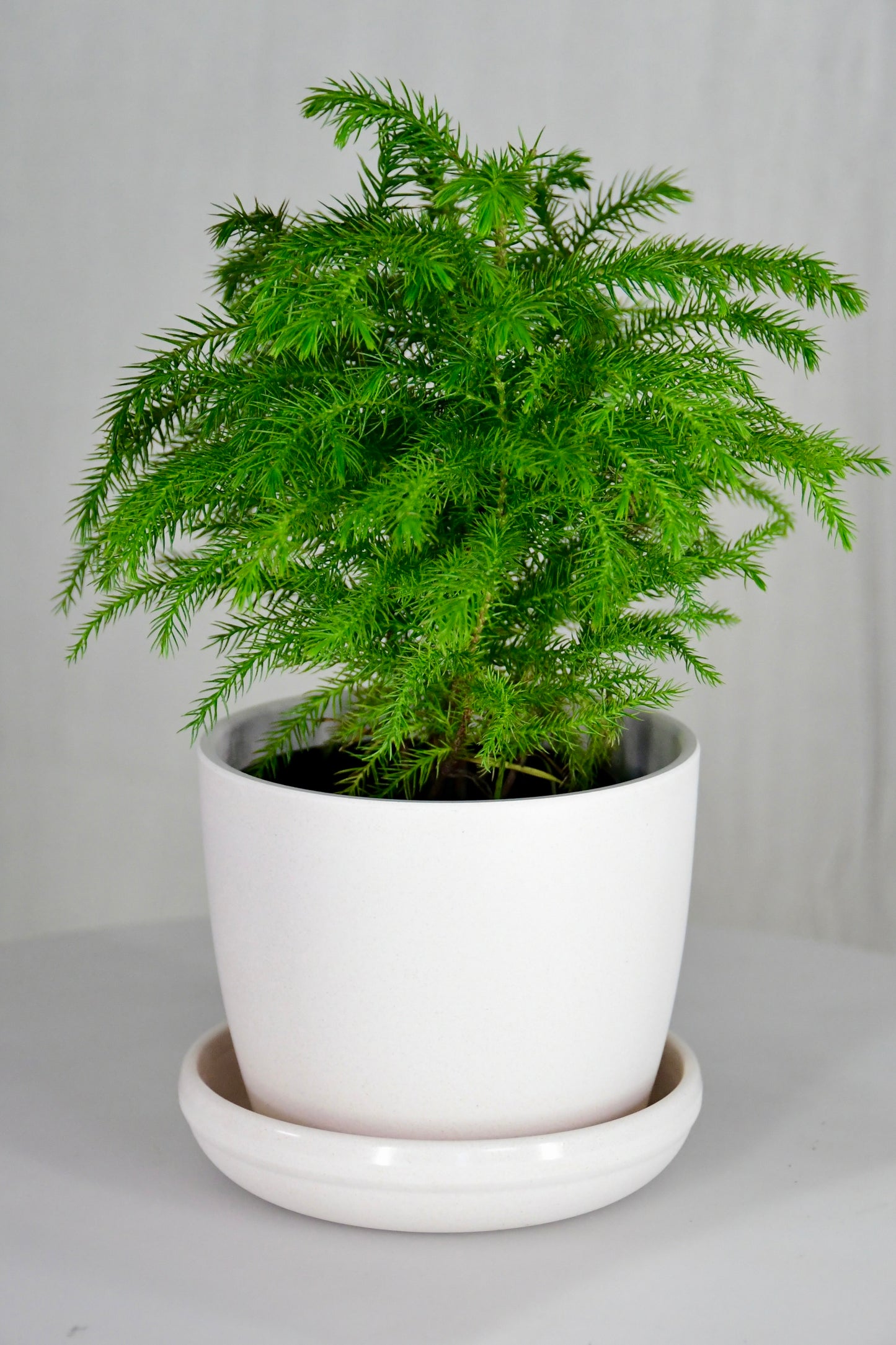 4" Norfolk Pine