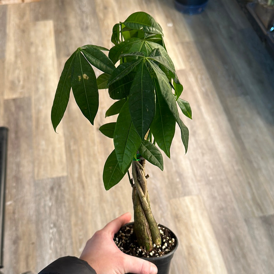 4" Money Tree