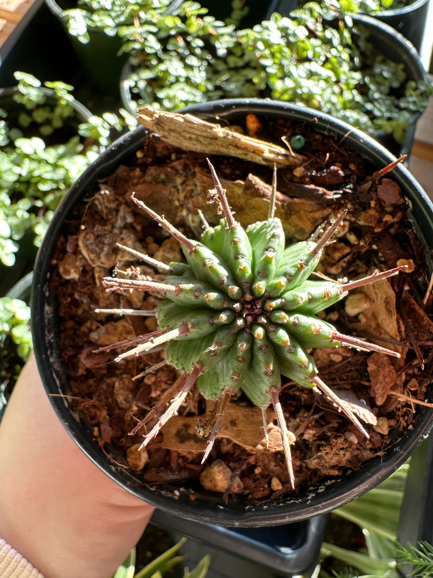 4" Euphorbia horrida