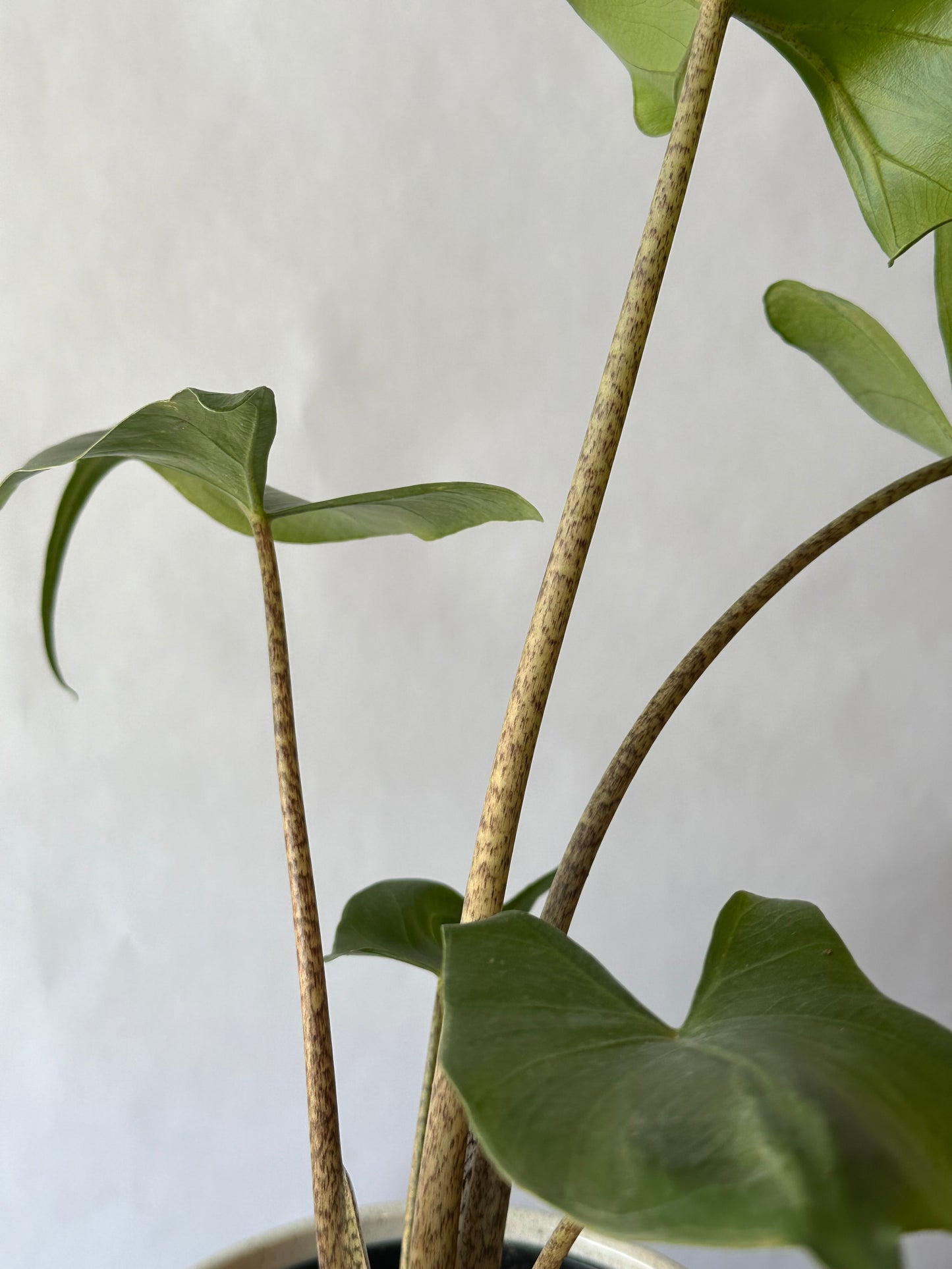 6” Alocasia “Stingray”