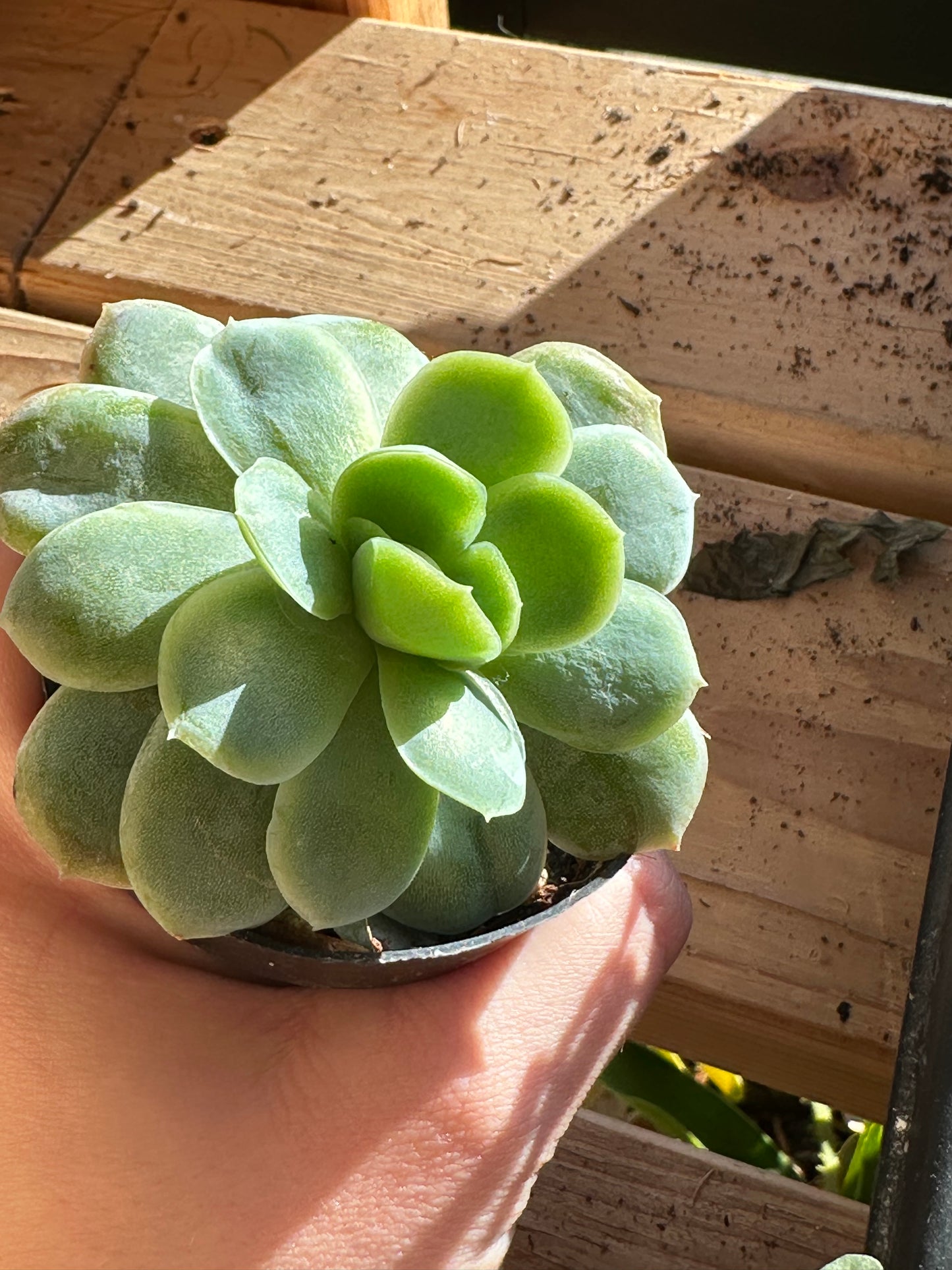 2” Echeveria elegans