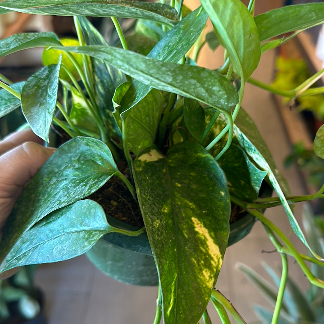 6" Epipremnum Pinnatum Neon Variegated