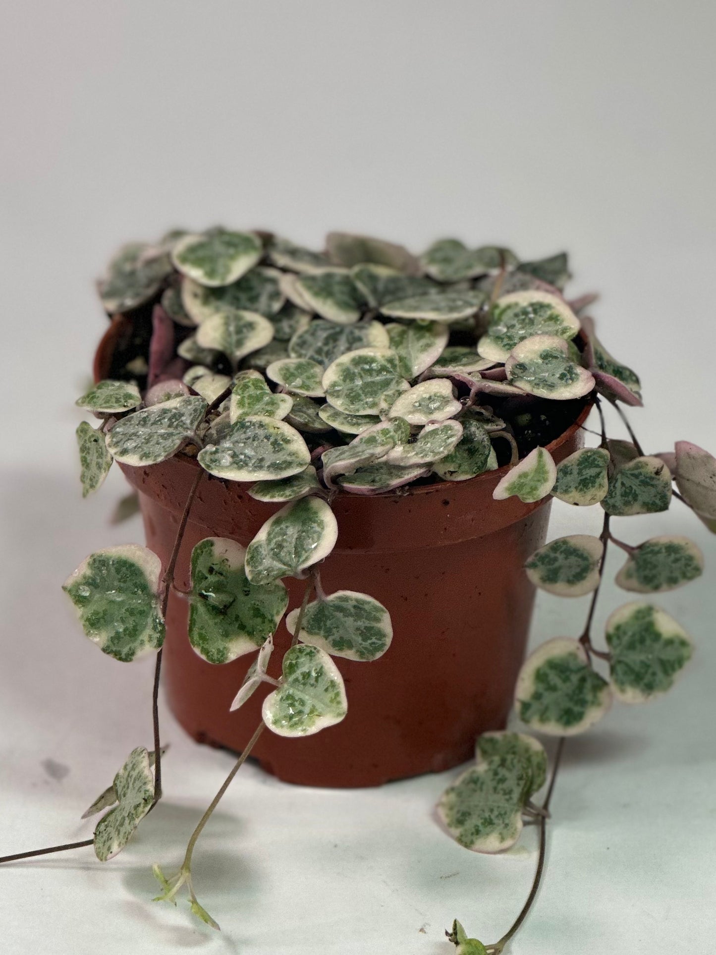 3.5" Ceropegia woodii 'String of Hearts' Variegated
