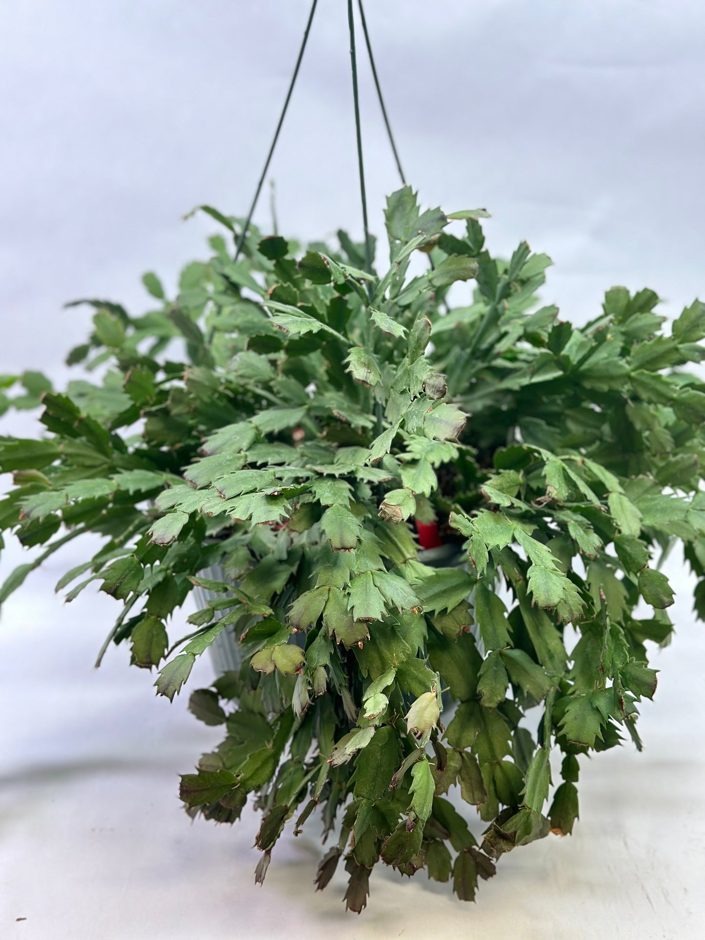 10" HB Christmas Cactus Assorted