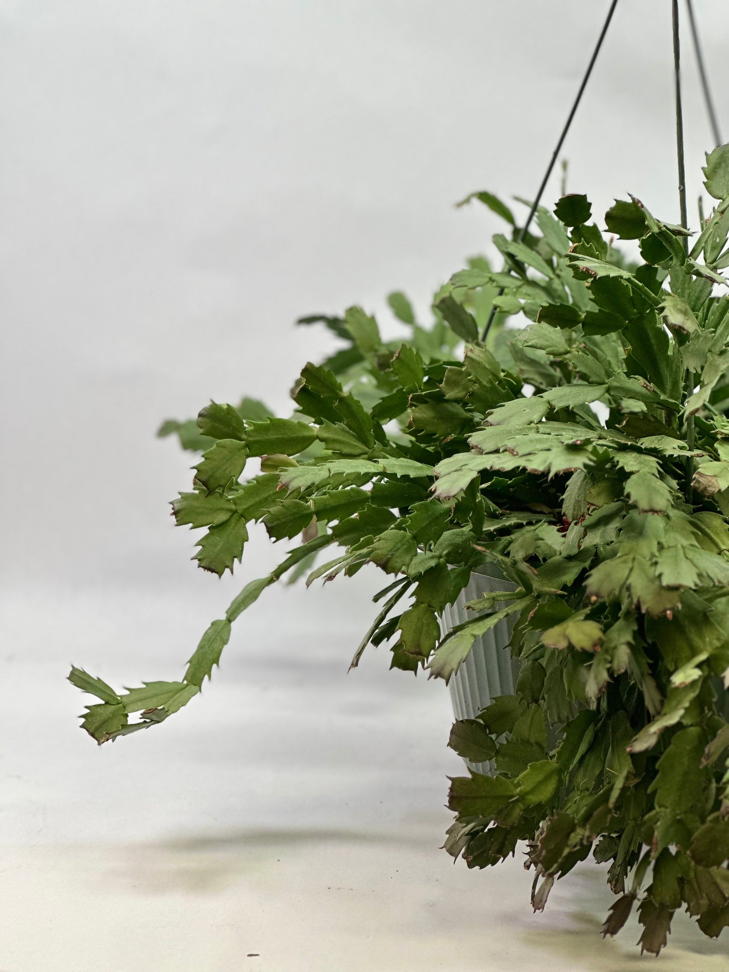 10" HB Christmas Cactus Assorted