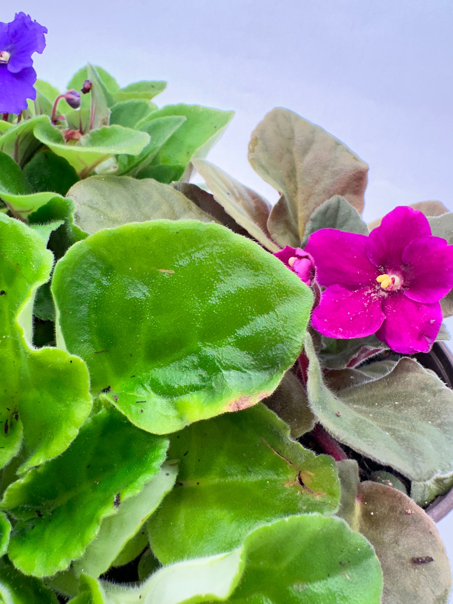 4” African Violet