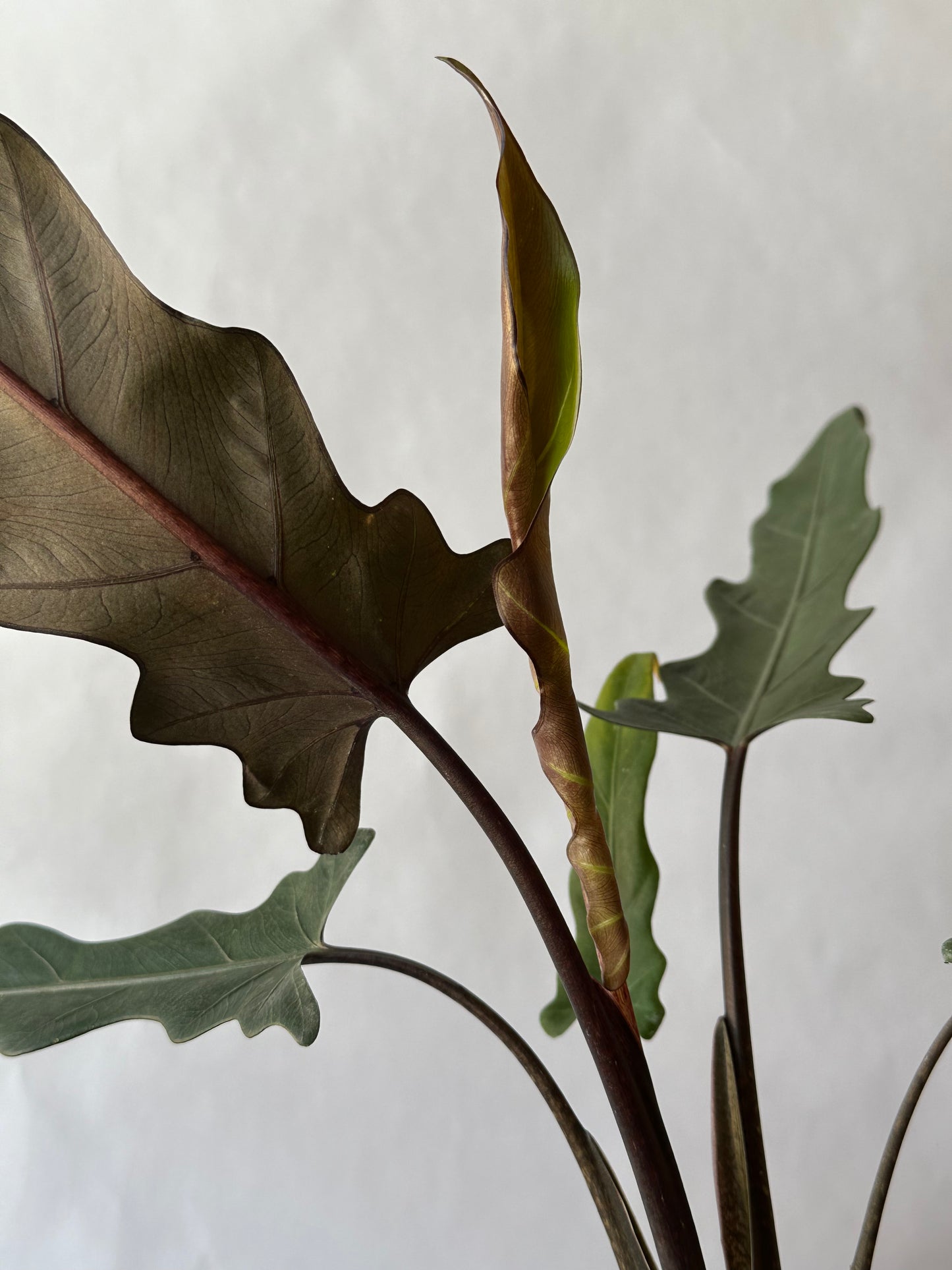 6” Alocasia lauterbachiana “Purple Sword”