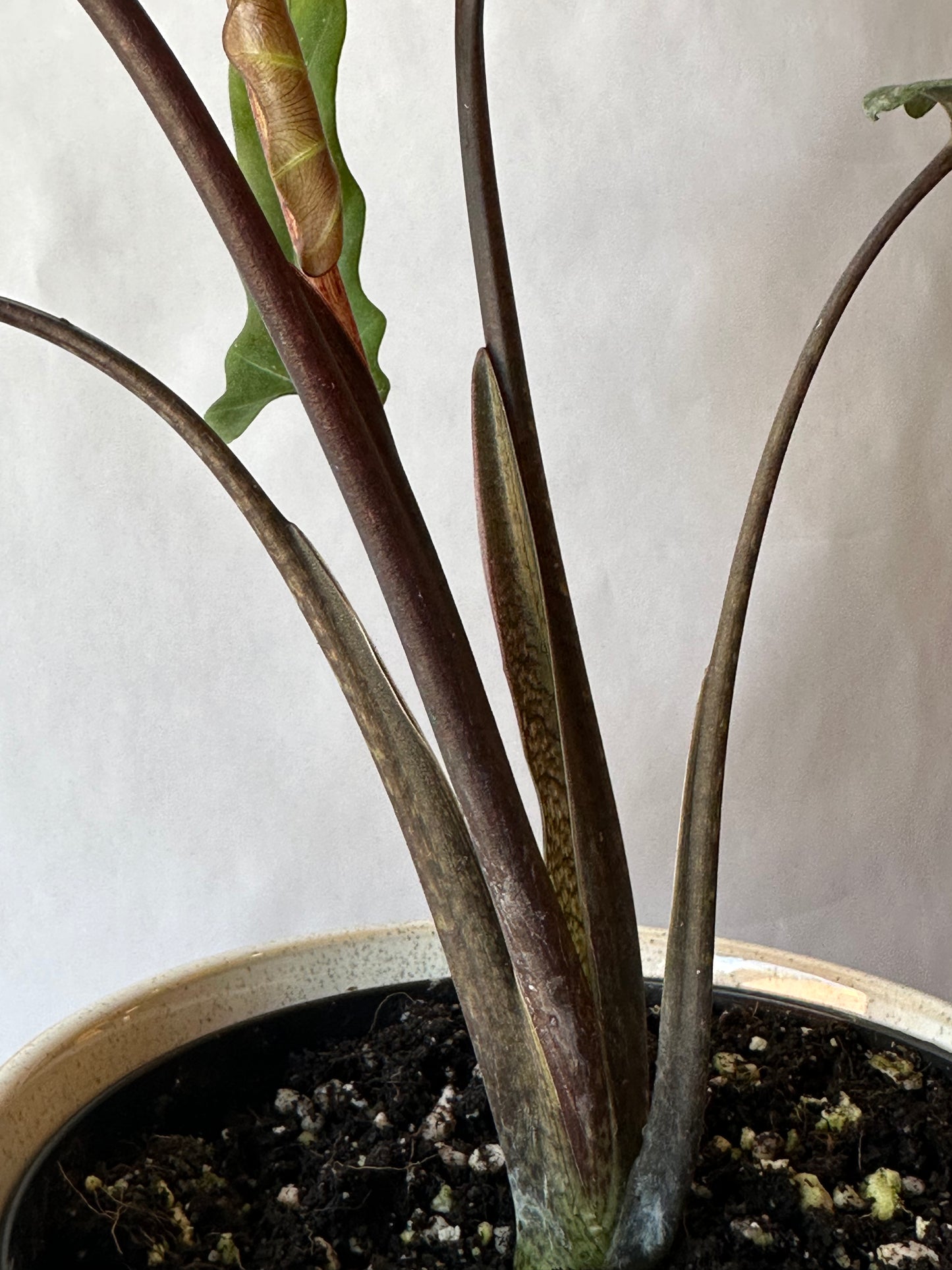 6” Alocasia lauterbachiana “Purple Sword”