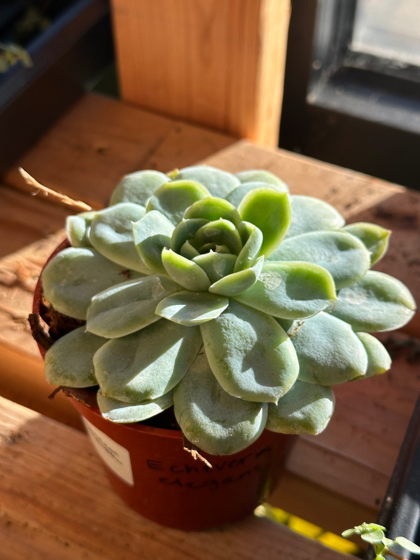 2” Echeveria elegans
