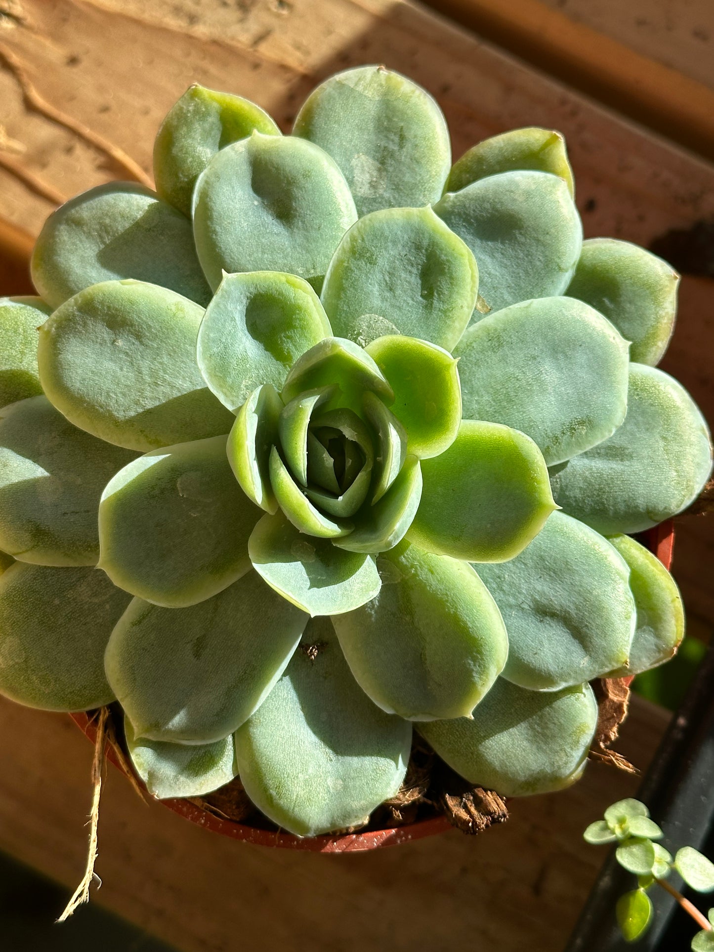 2” Echeveria elegans