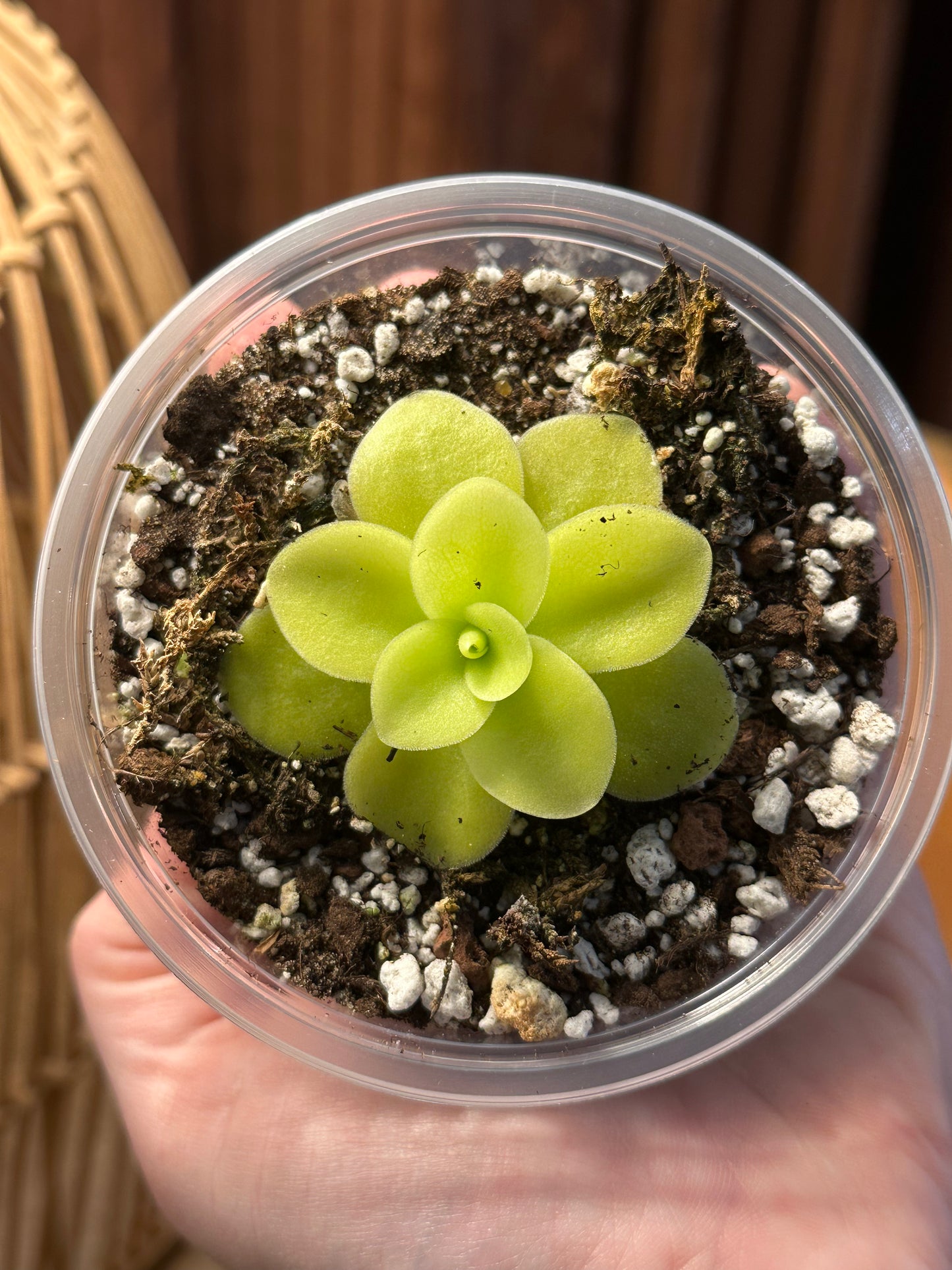 4” Pinguicula gigantea