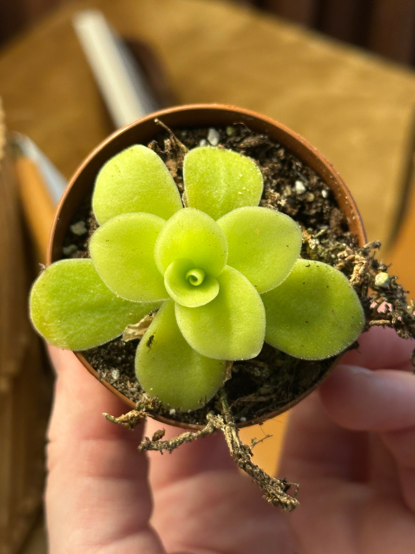 2” Pinguicula gigantea “Butterwort”