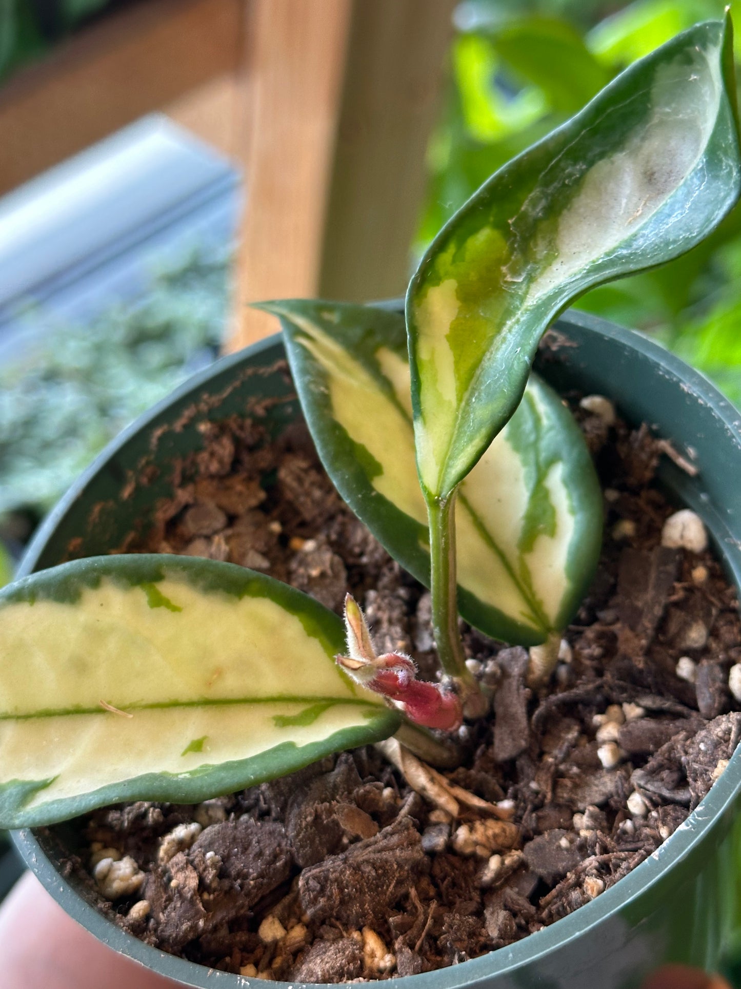 4” Hoya Krimson Princess