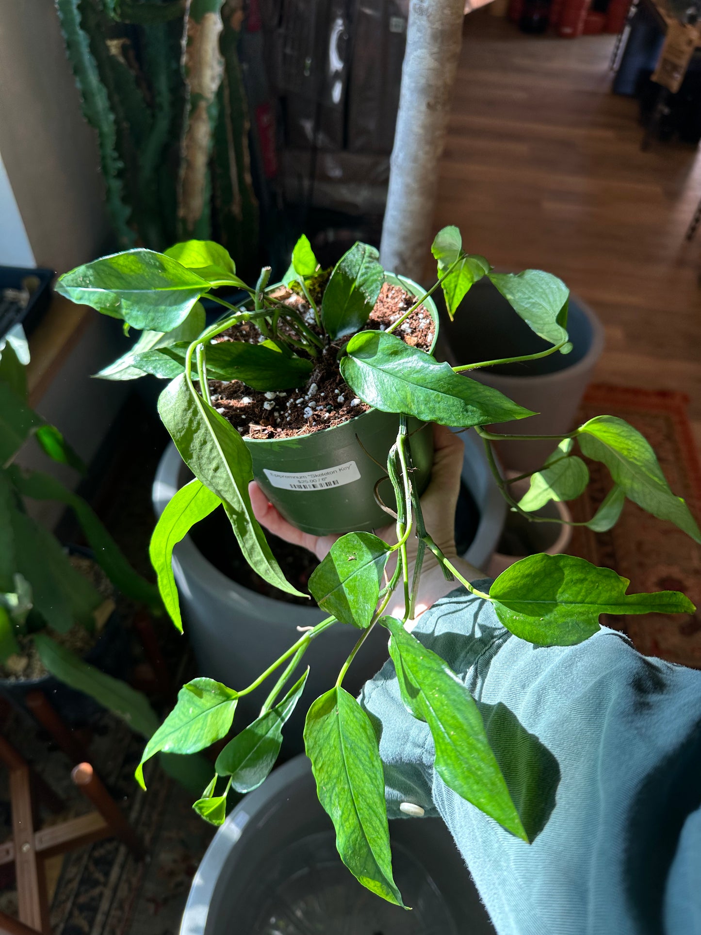 Epipremnum “Skeleton Key”