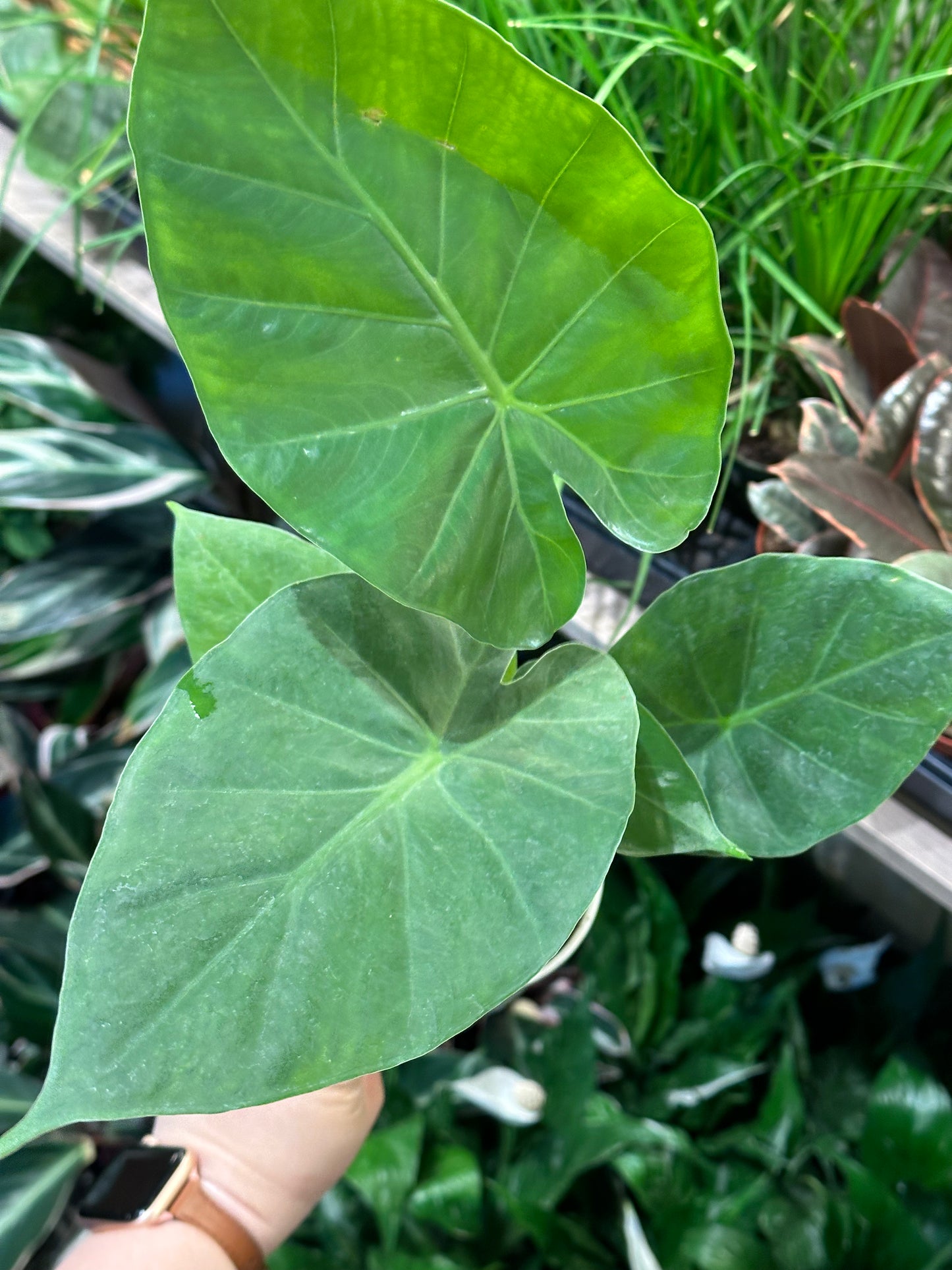 4" Alocasia Assorted