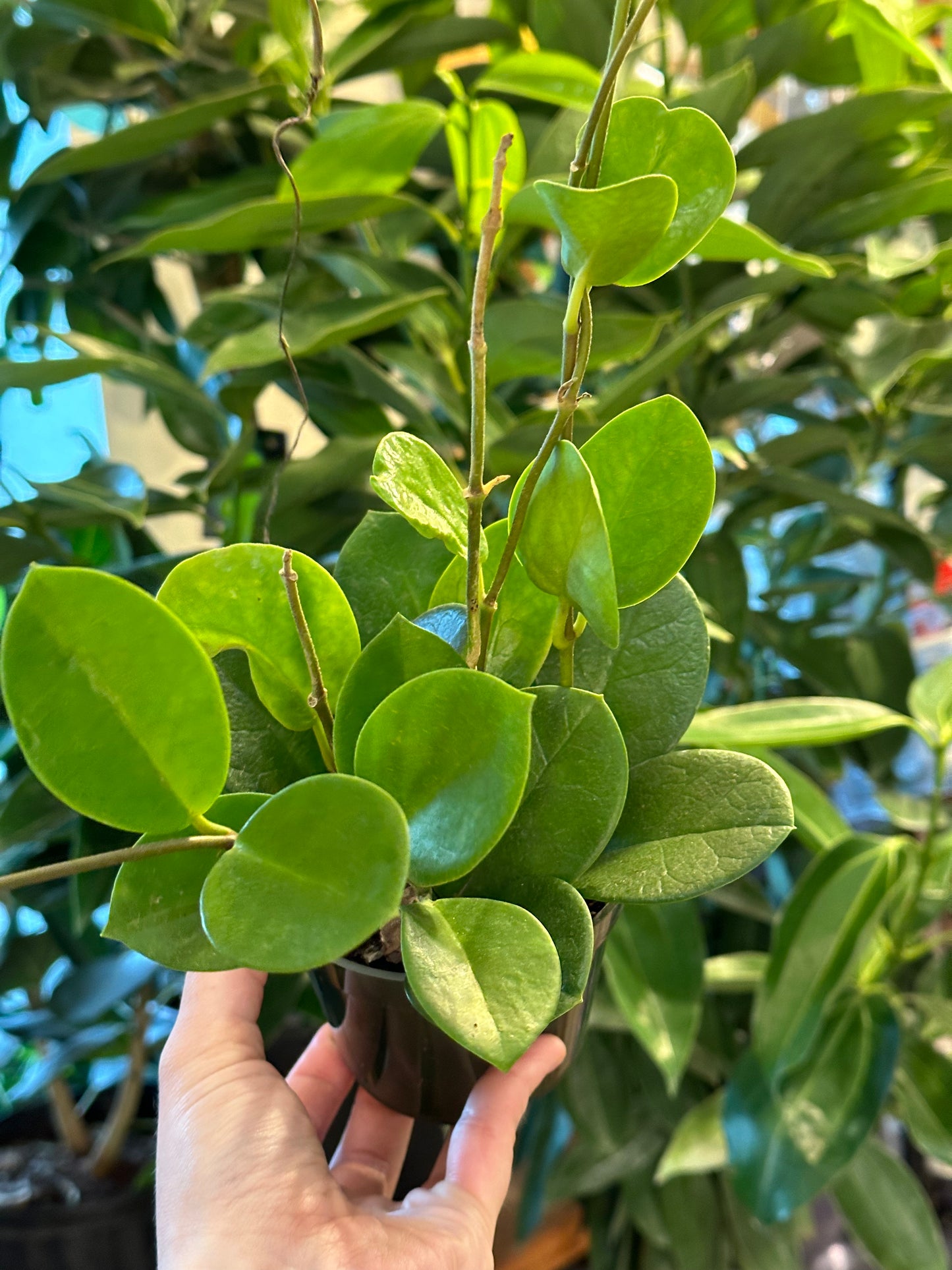 4" Hoya australis