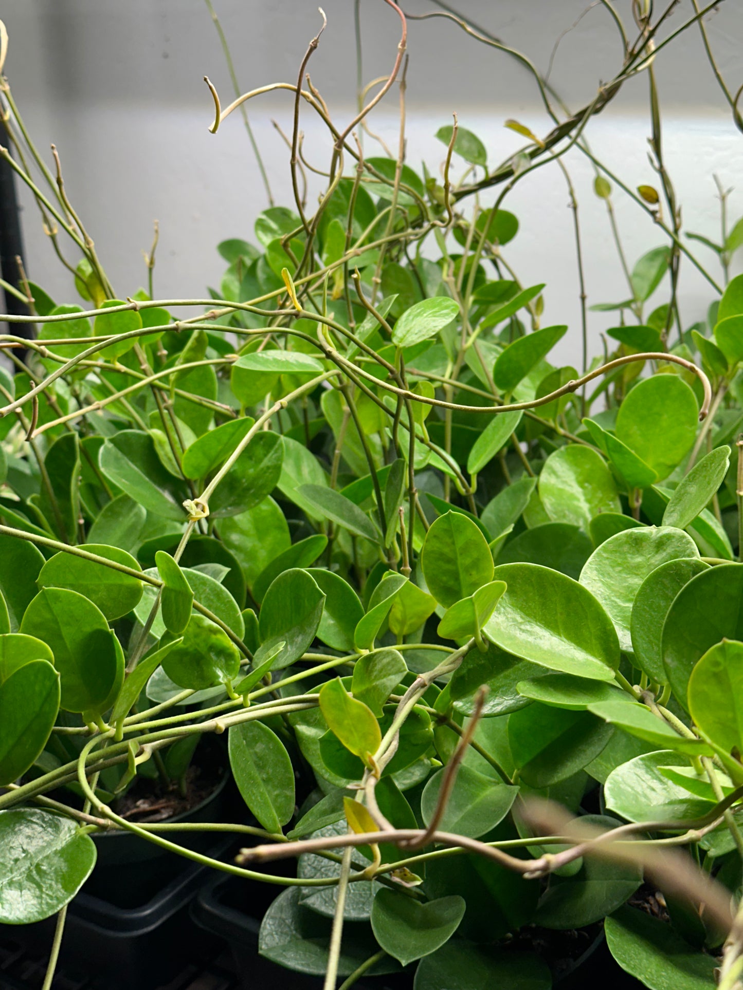 4" Hoya australis