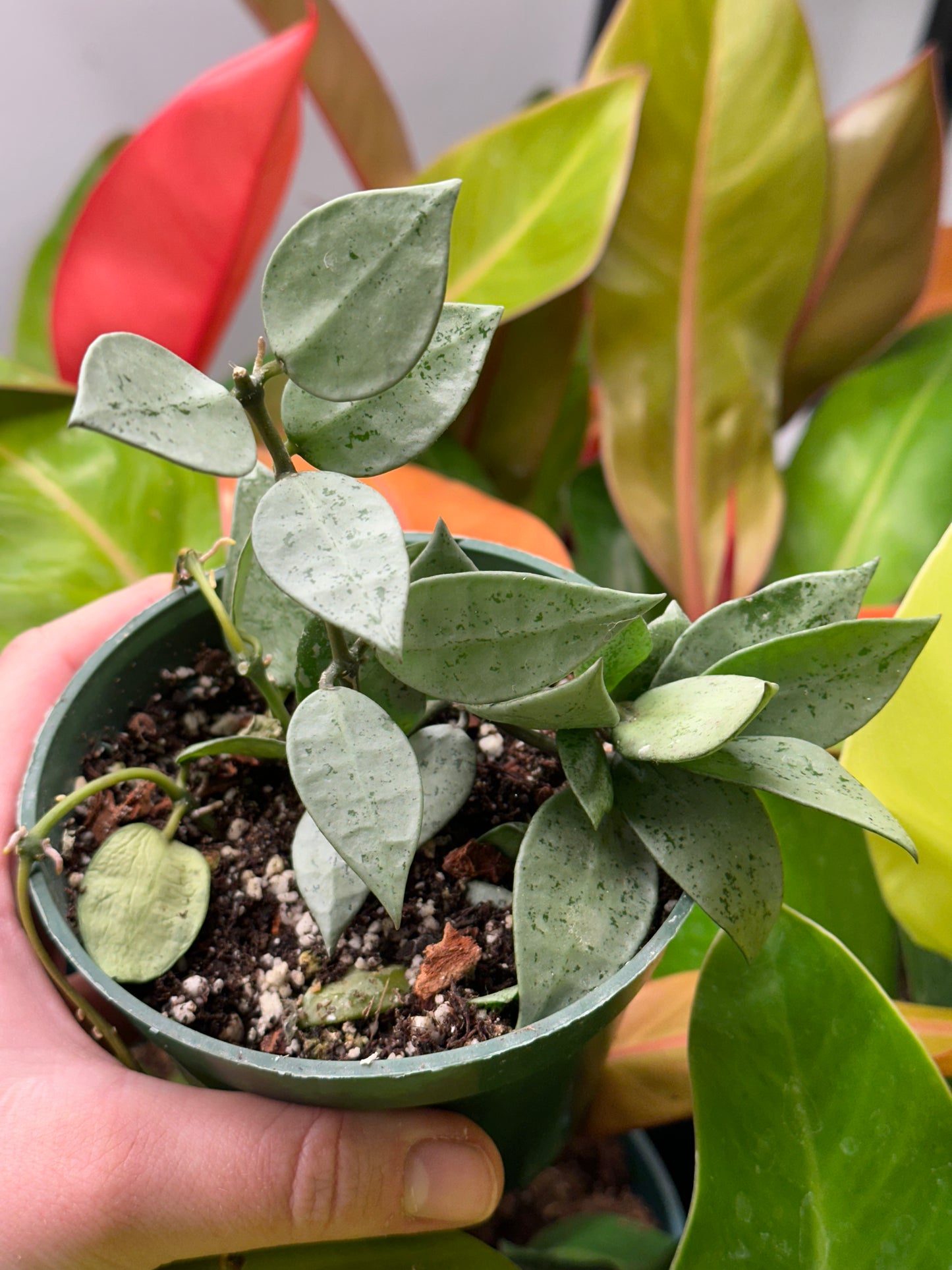 4" Hoya Krohniana Silver