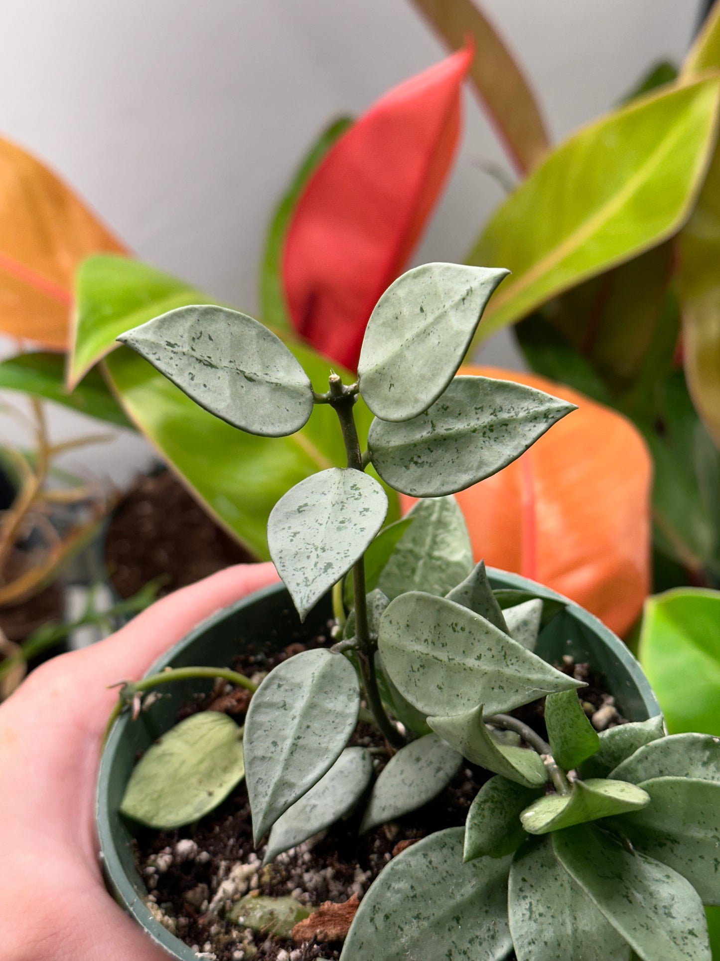 4" Hoya Krohniana Silver