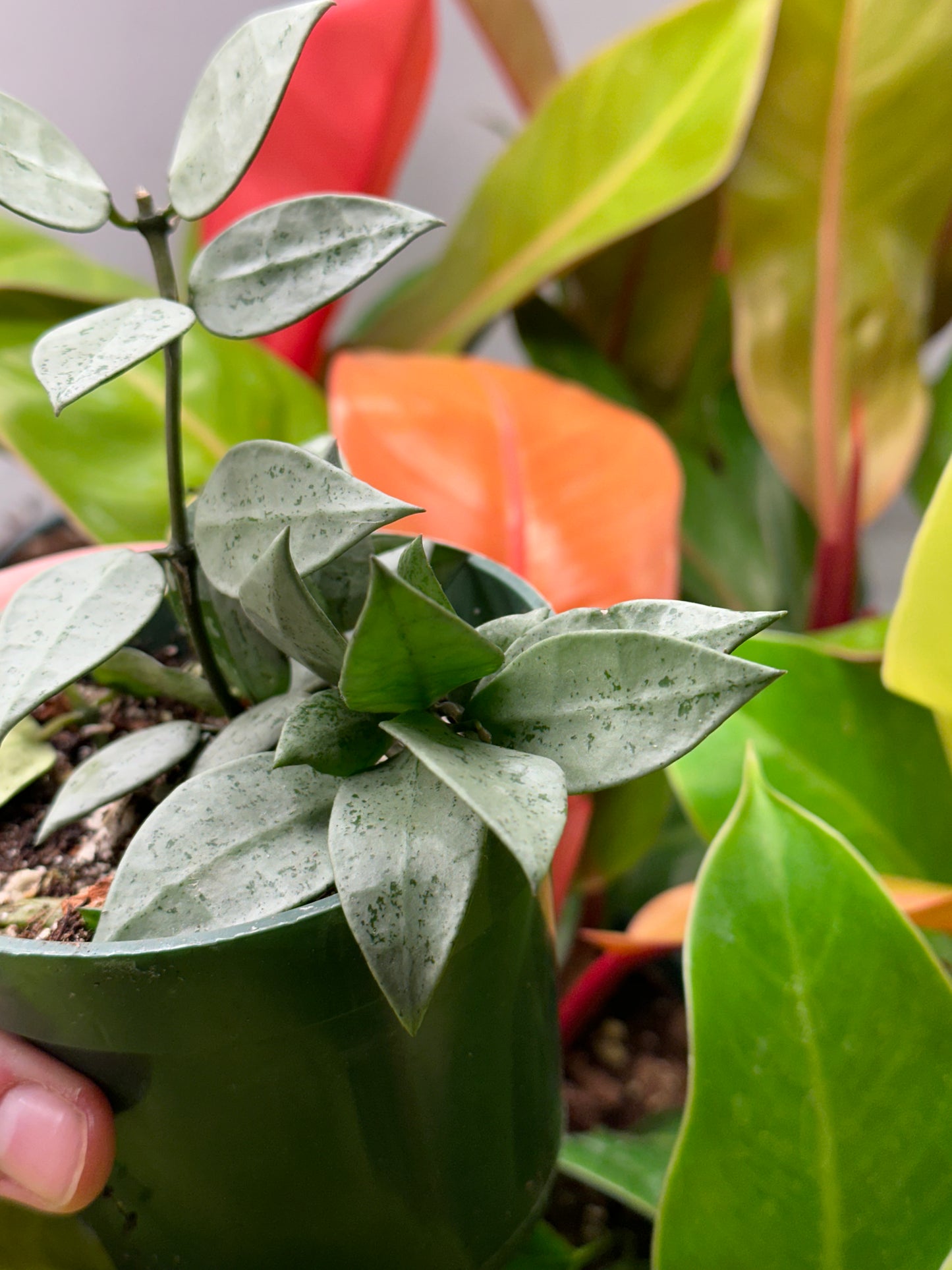 4" Hoya Krohniana Silver