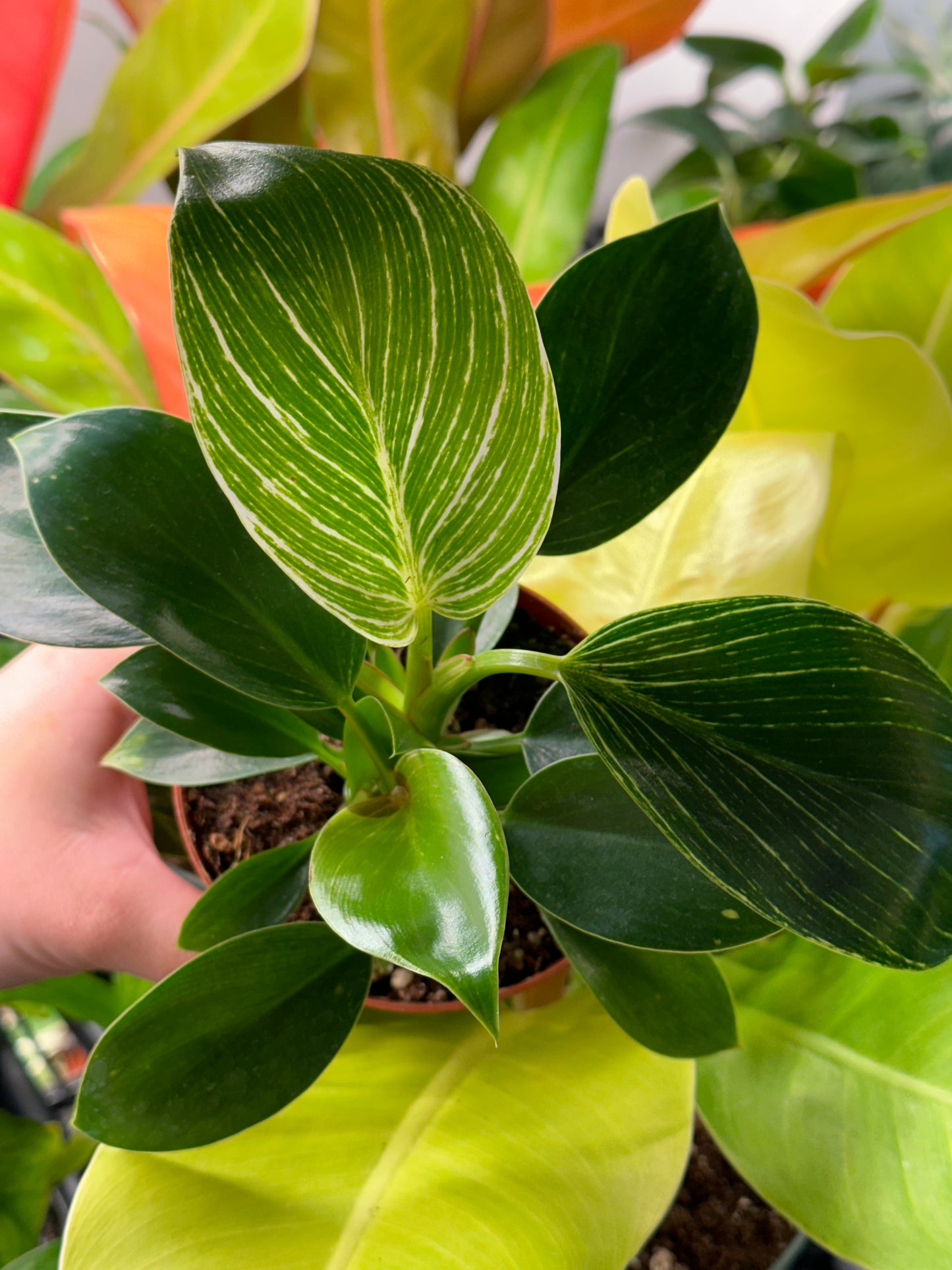 4" Philodendron tatei "Birkin"