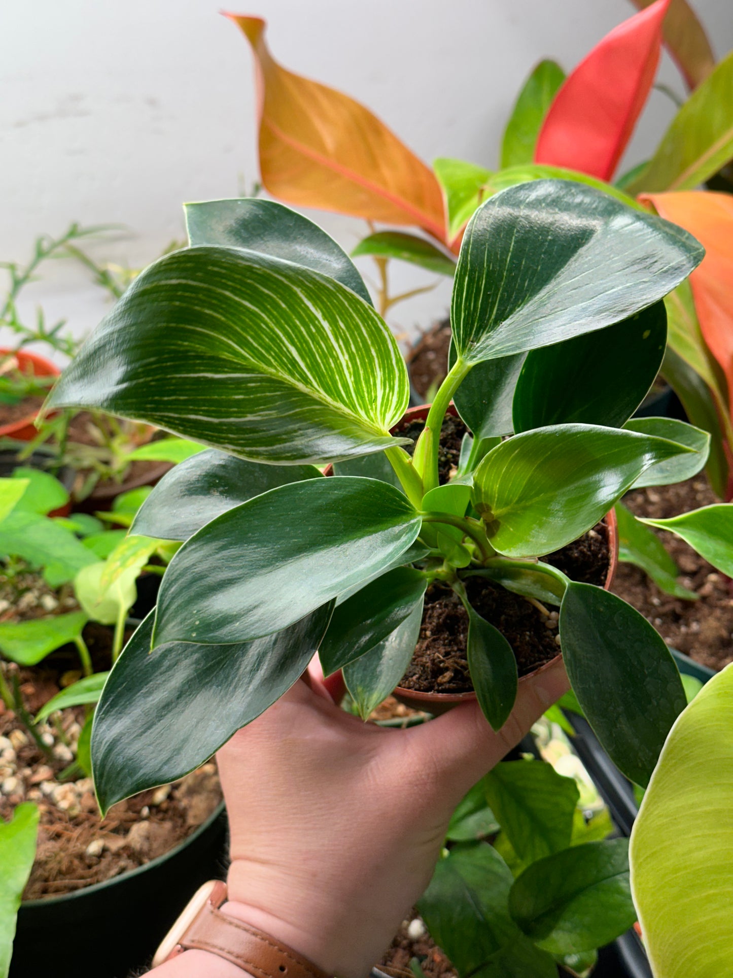 4" Philodendron tatei "Birkin"