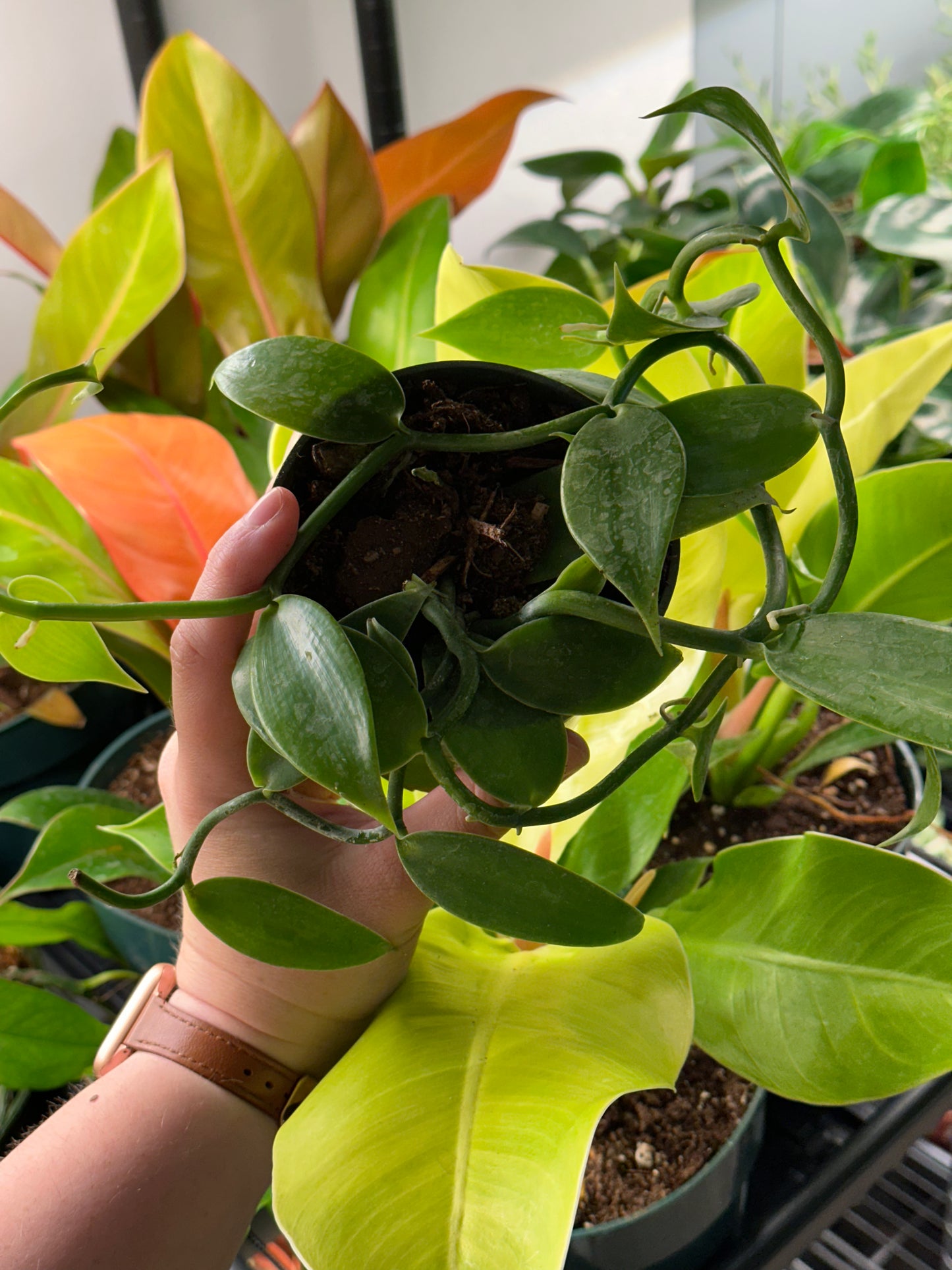 4" Vanilla Orchid