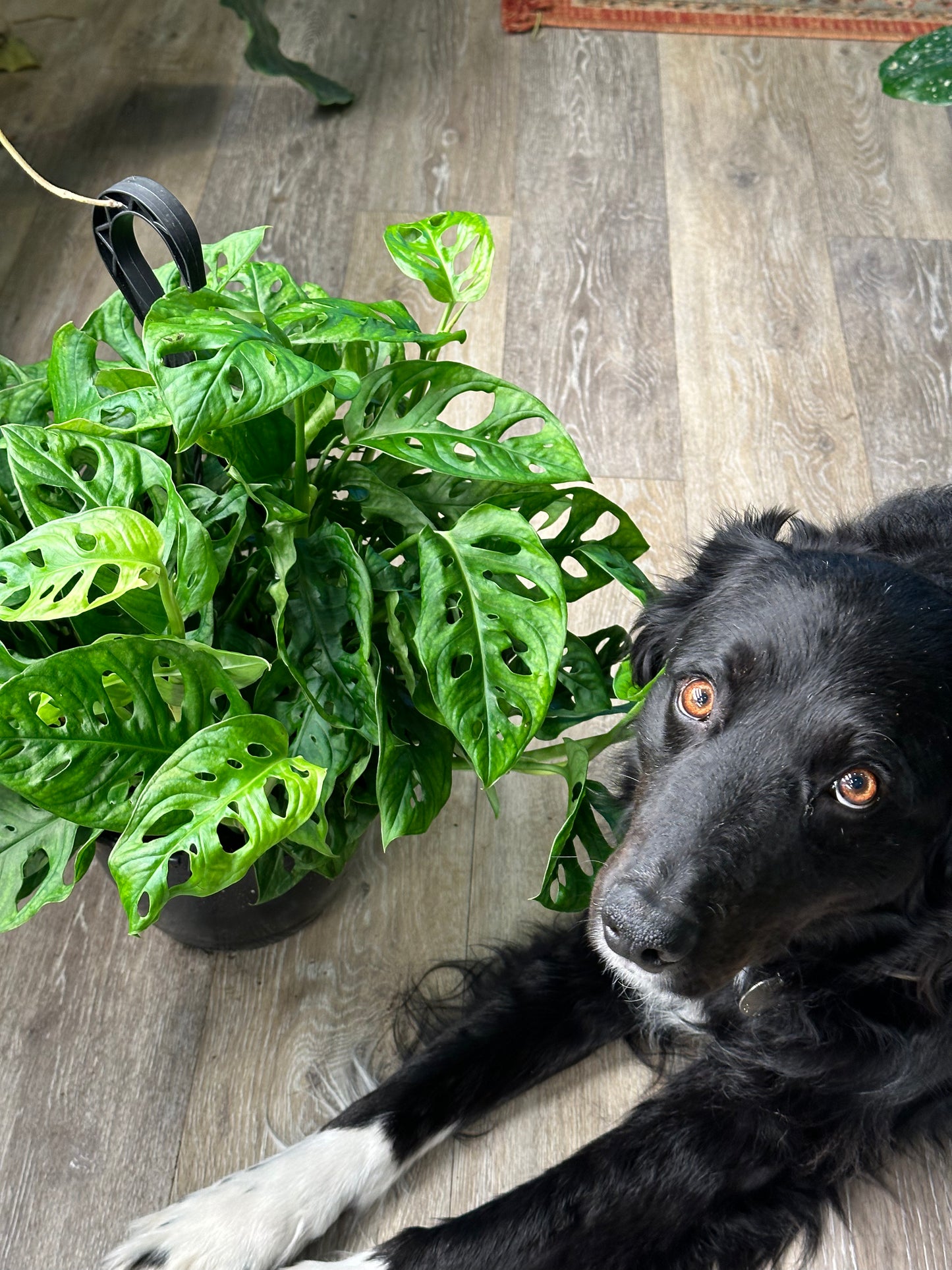 8" Monstera adansonii "Swiss Cheese" HB