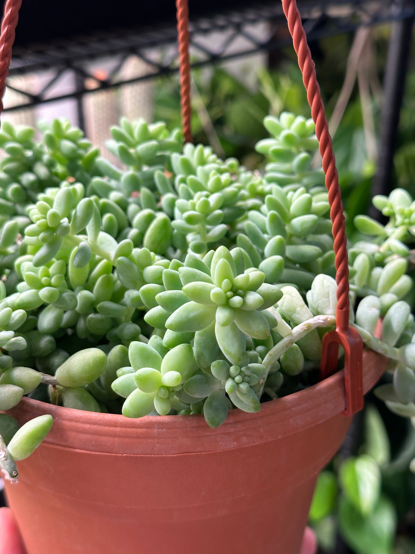 6" Sedum 'Burrito'