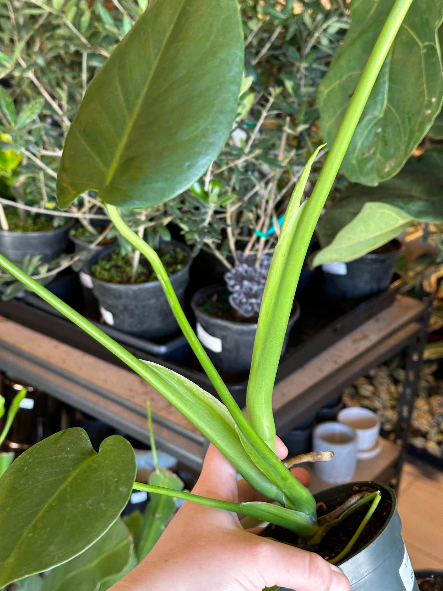 4" Monstera deliciosa