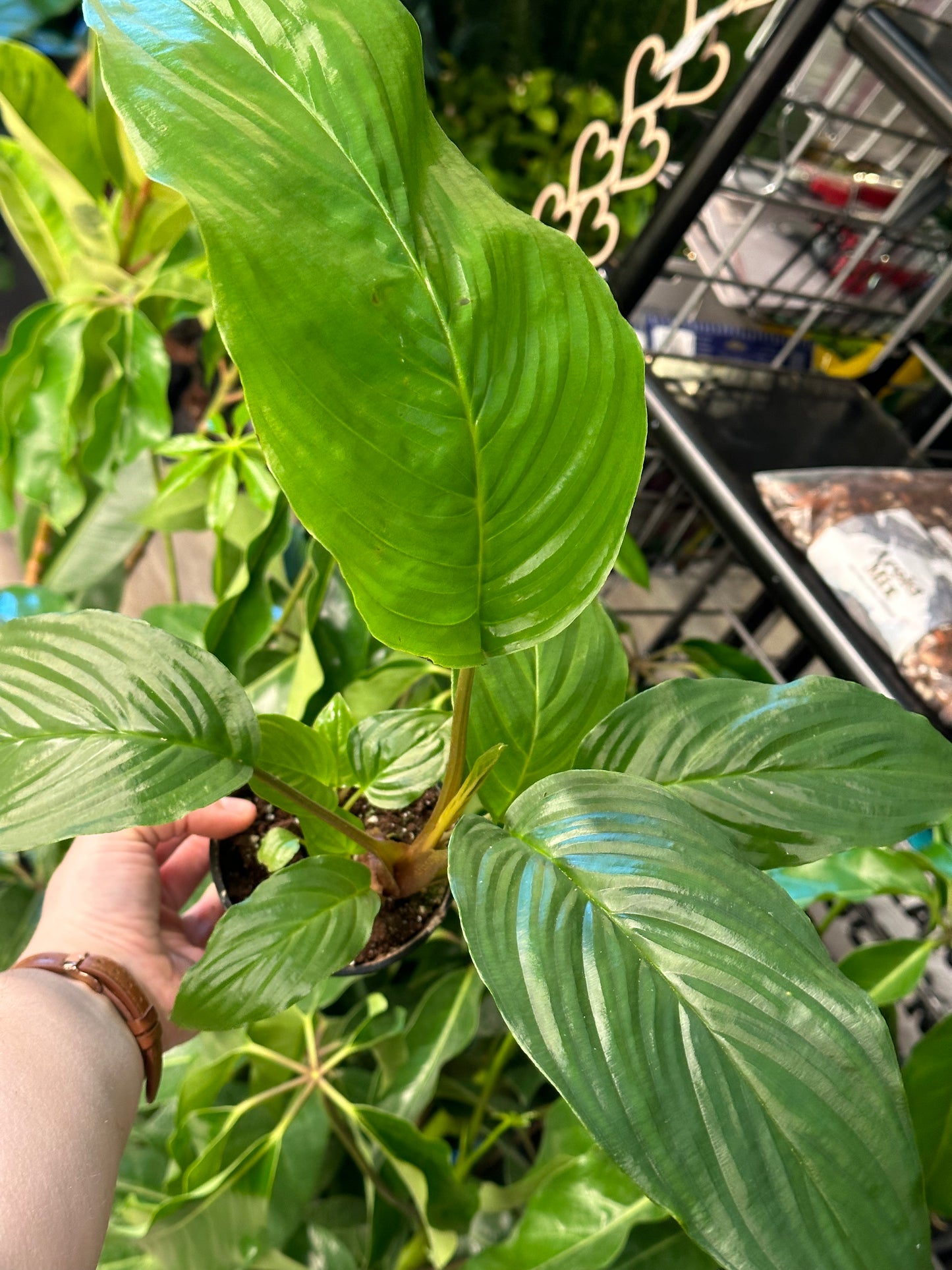 4" Tacca chantrieri "Black Bat