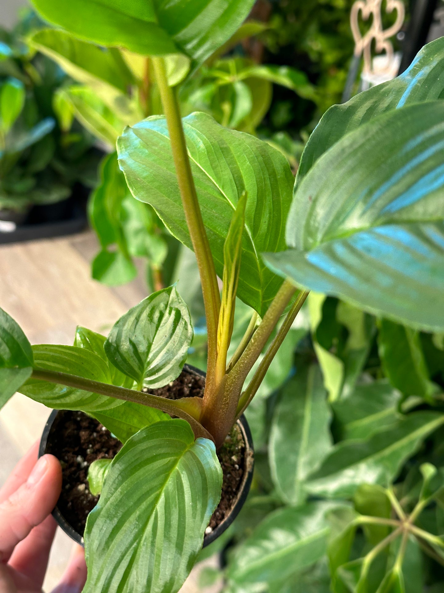 4" Tacca chantrieri "Black Bat