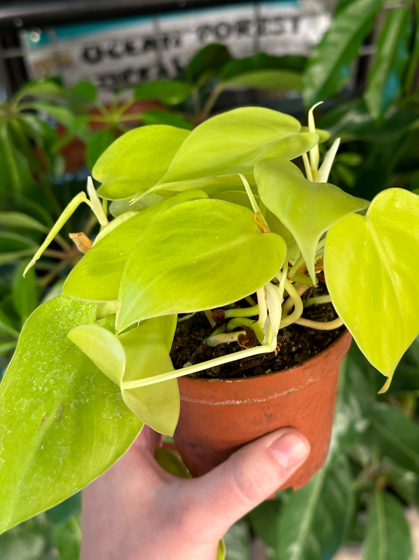 4" Philodendron hederaceum "Lemon"