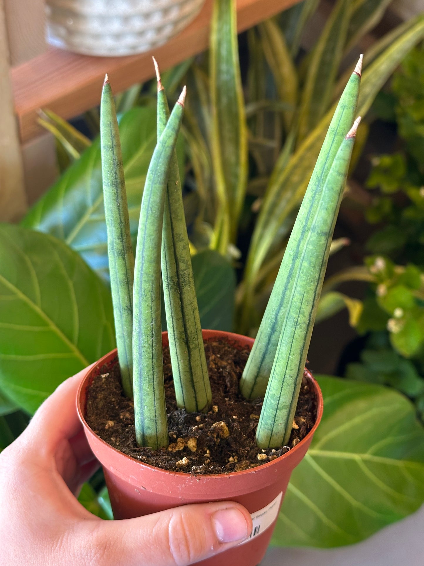 4" Dracaena angolensis "Cylinder Snake Plant"