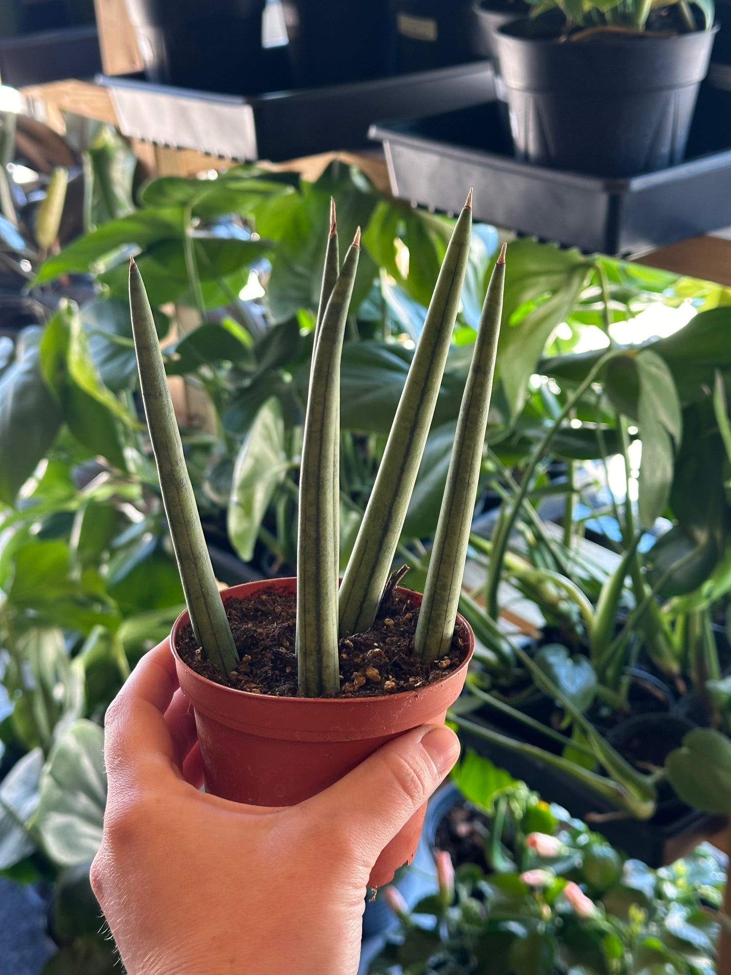 4" Dracaena angolensis "Cylinder Snake Plant"