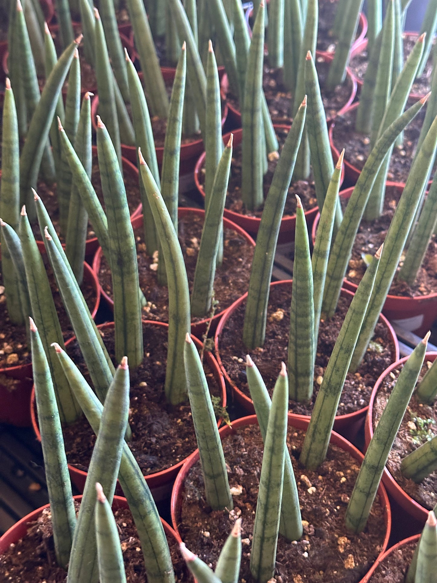 4" Dracaena angolensis "Cylinder Snake Plant"