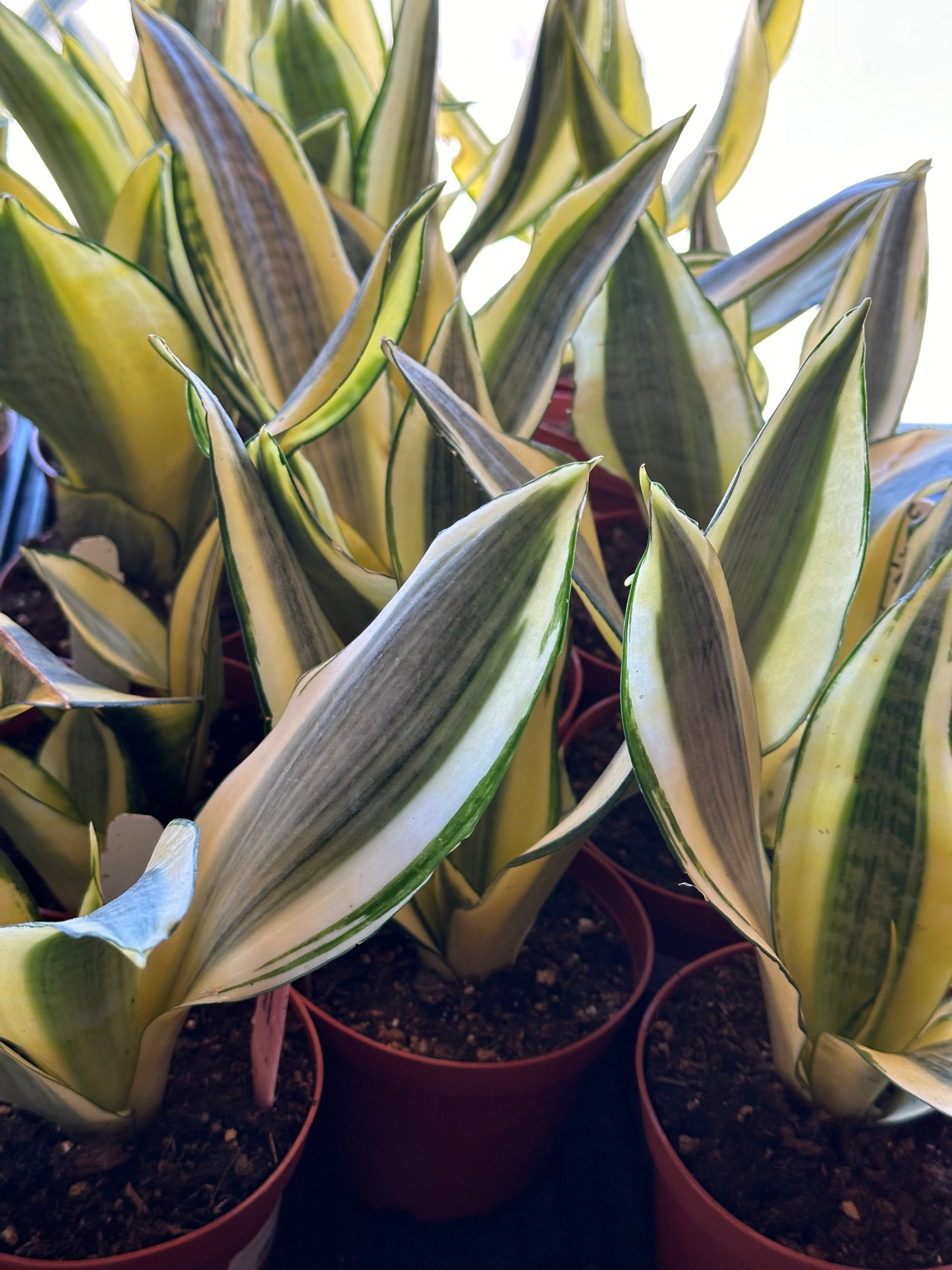 4" Dracaena trifasciata "Snake Plant 'Gold Dust'"