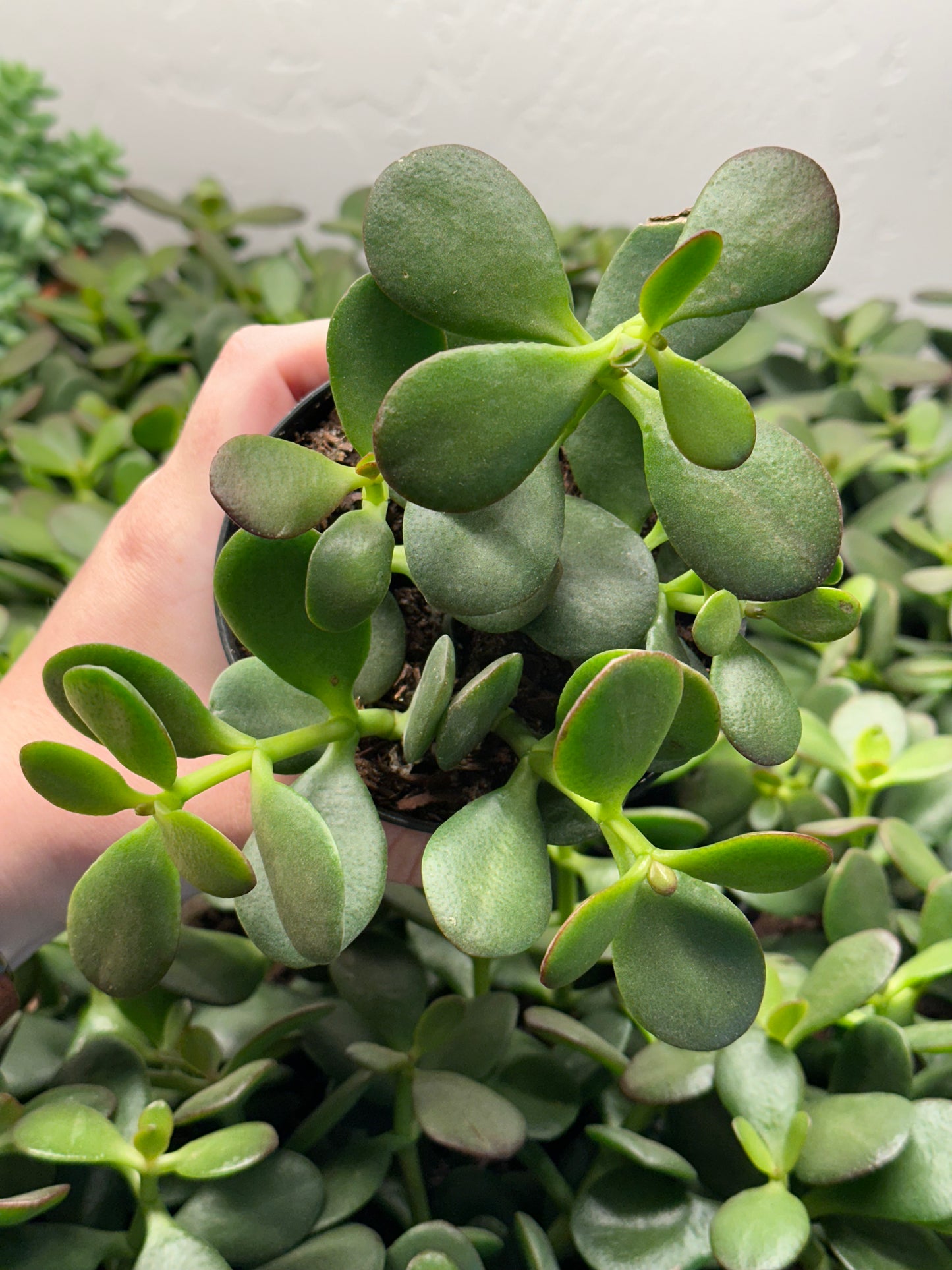 4" Crassula ovata "Jade"