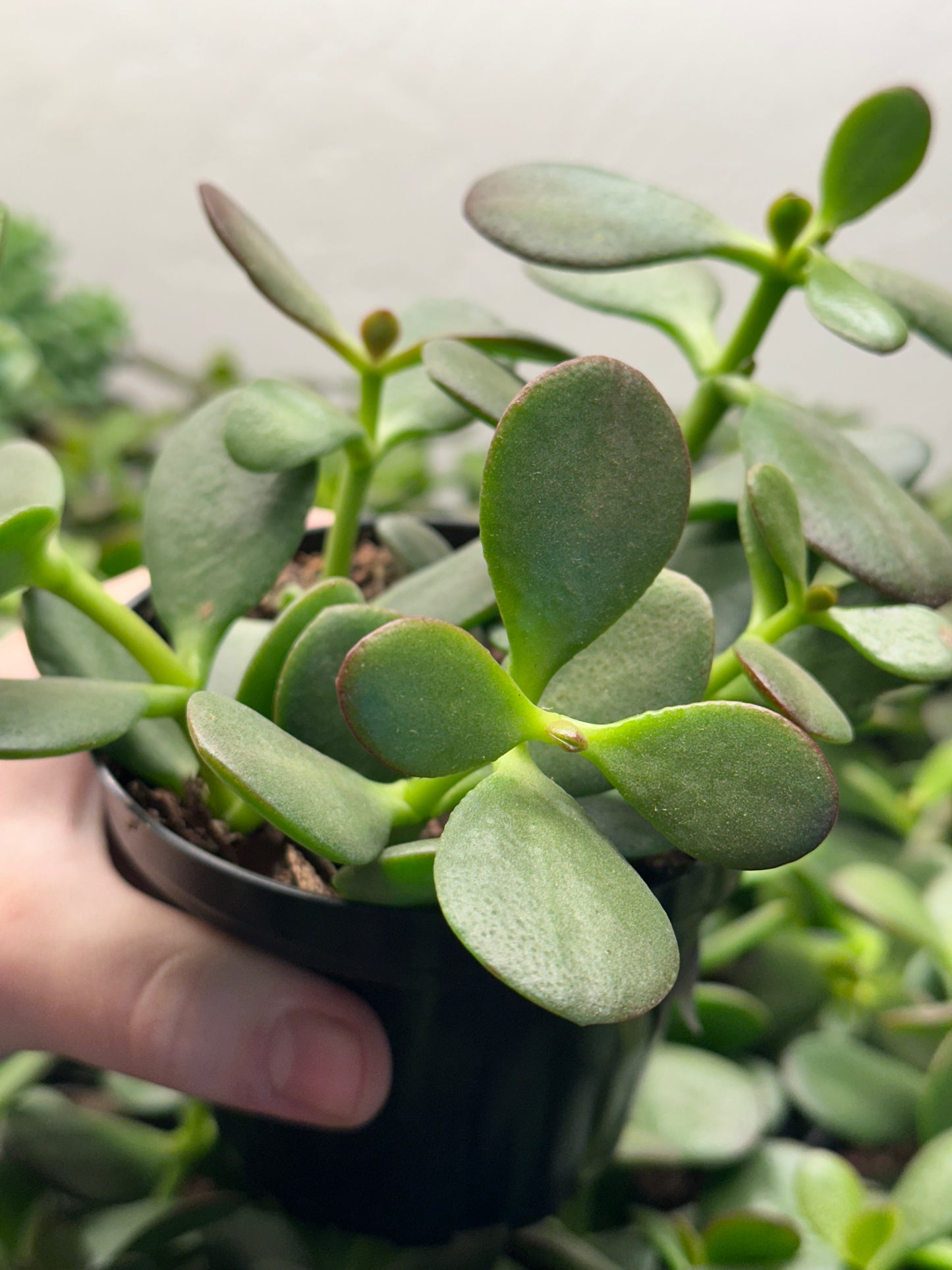 4" Crassula ovata "Jade"
