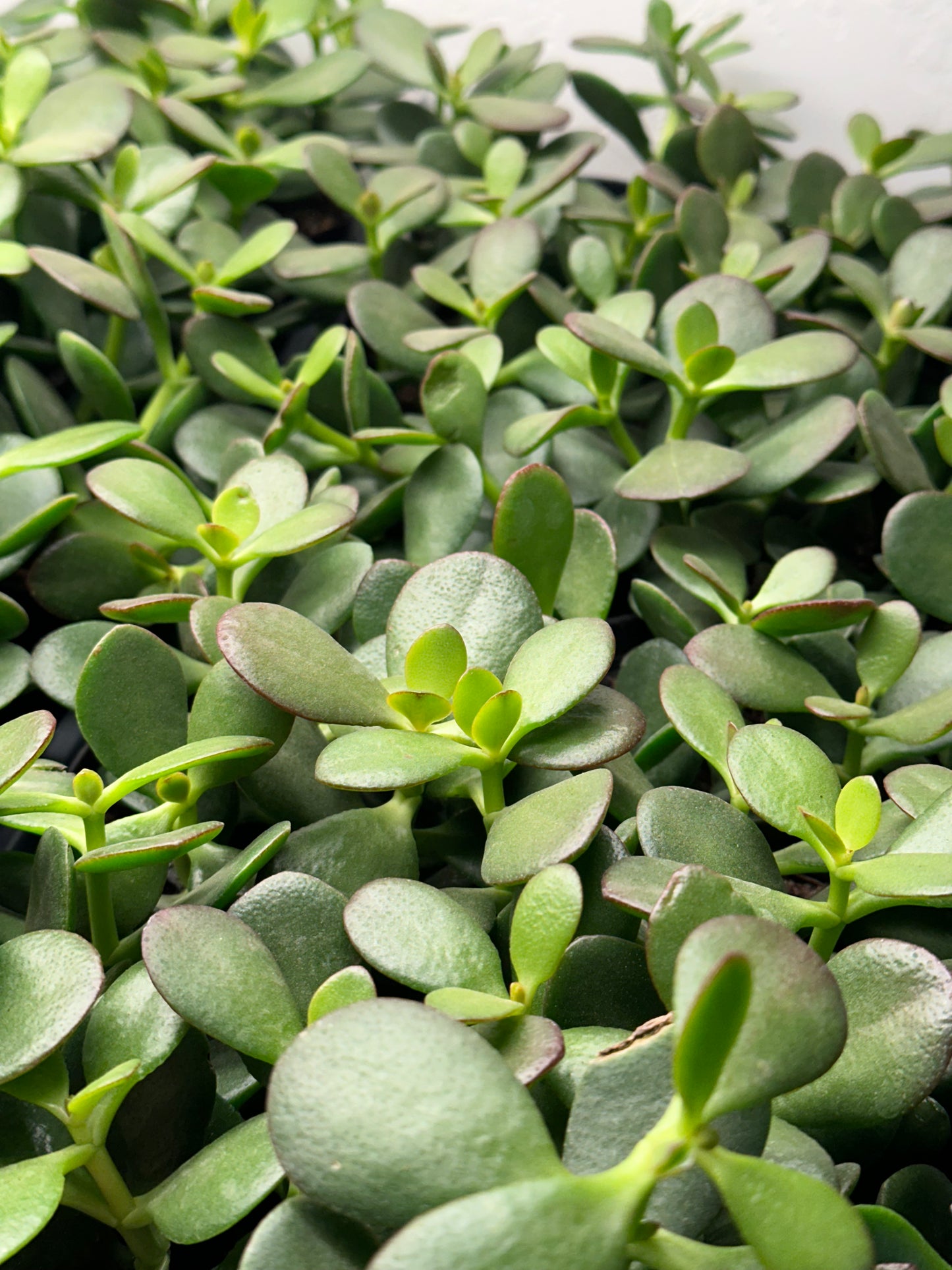 4" Crassula ovata "Jade"