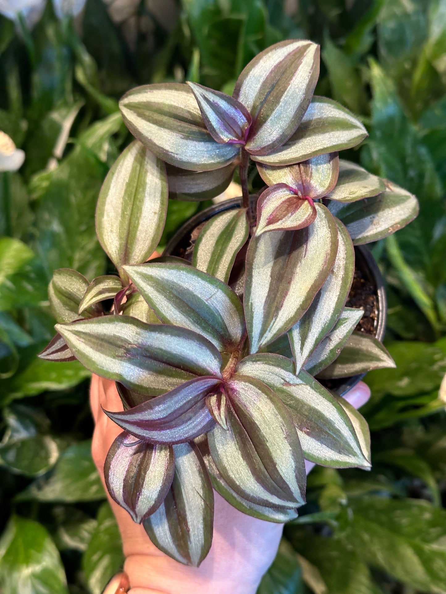 4" Tradescantia Zebrina "Inch Plant"