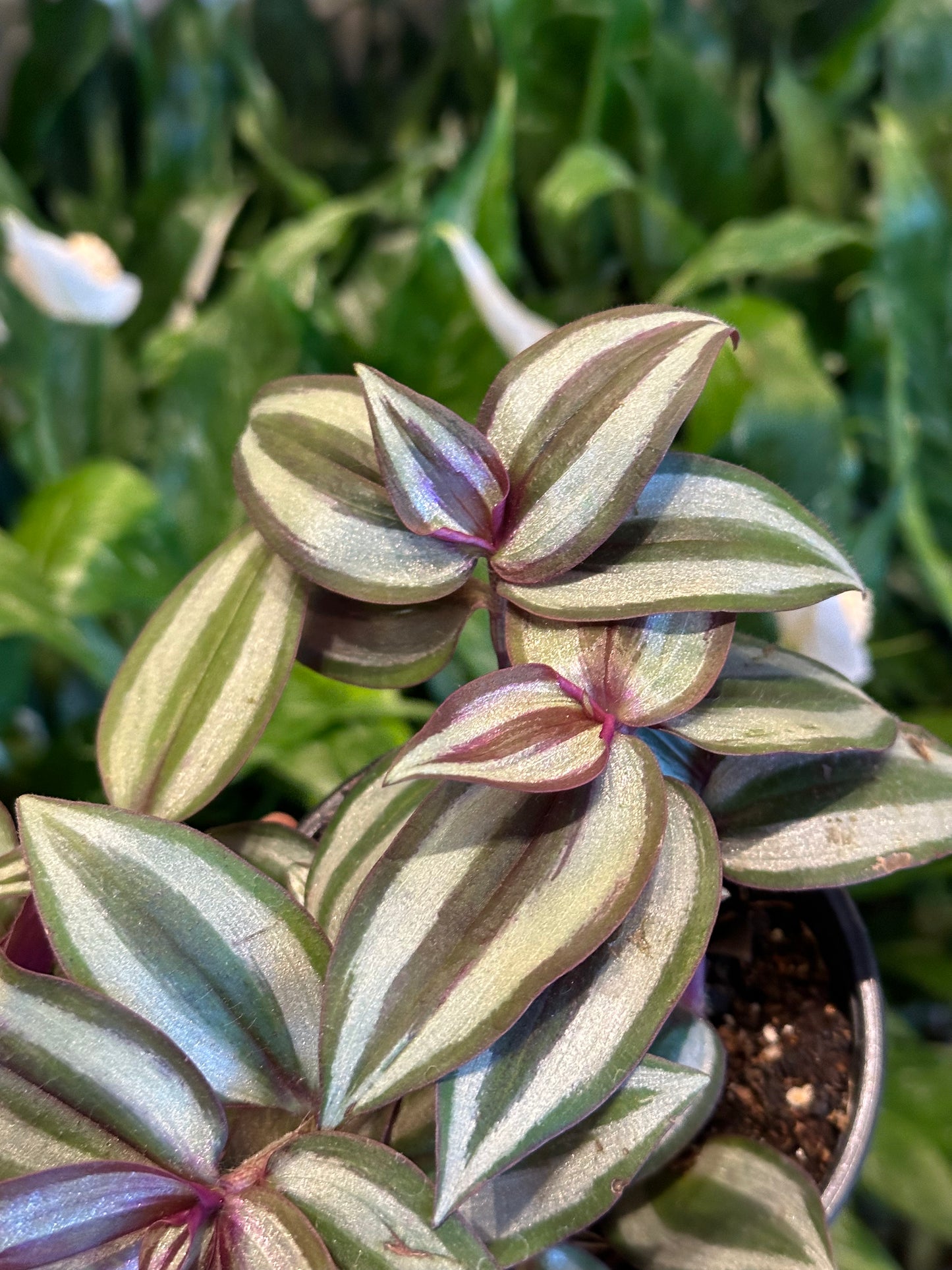4" Tradescantia Zebrina "Inch Plant"