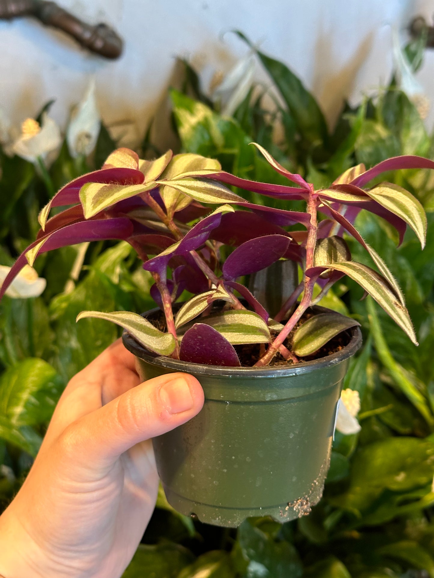 4" Tradescantia Zebrina "Inch Plant"
