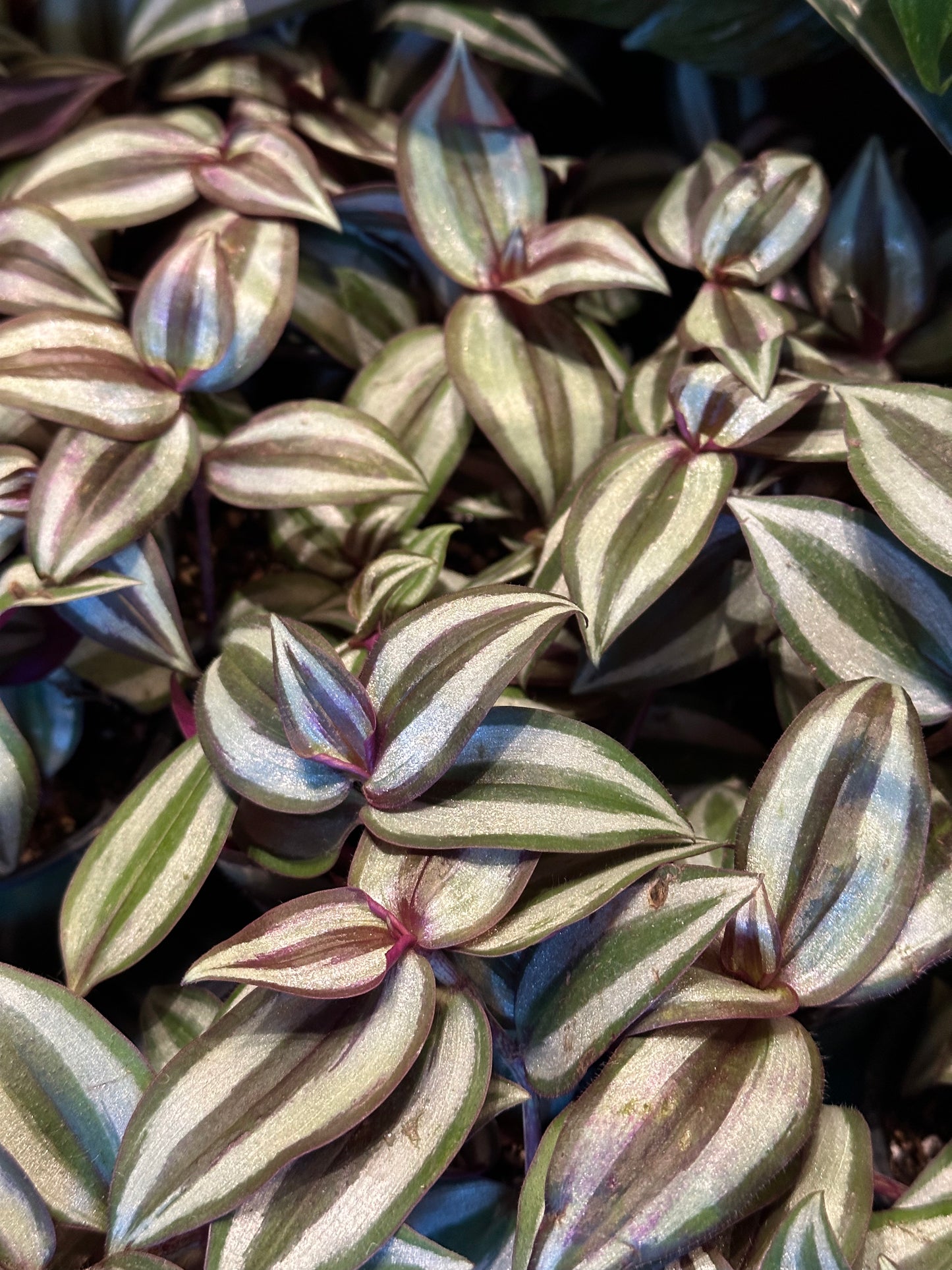 4" Tradescantia Zebrina "Inch Plant"