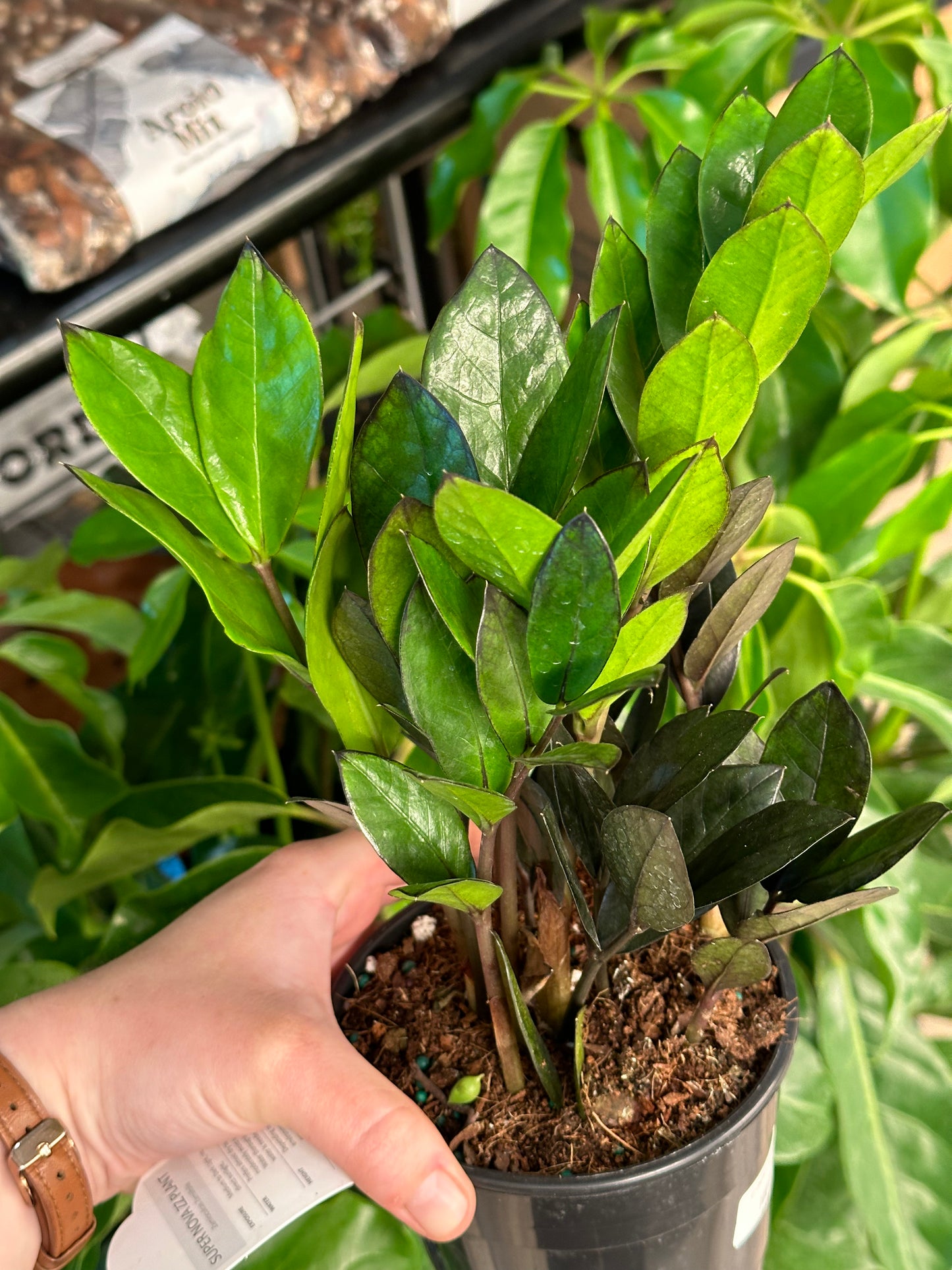 5" Zamioculcas zamiifolia "Black Raven"