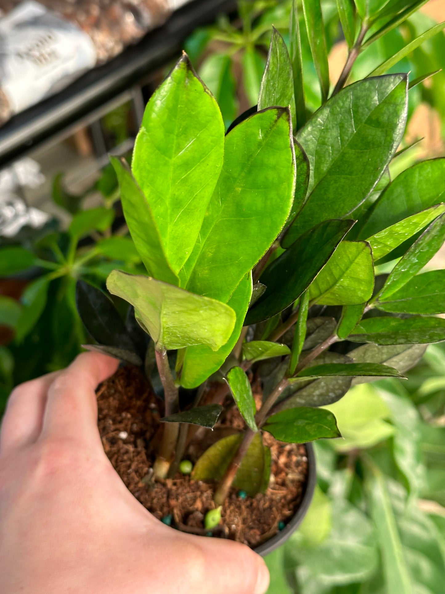 5" Zamioculcas zamiifolia "Black Raven"