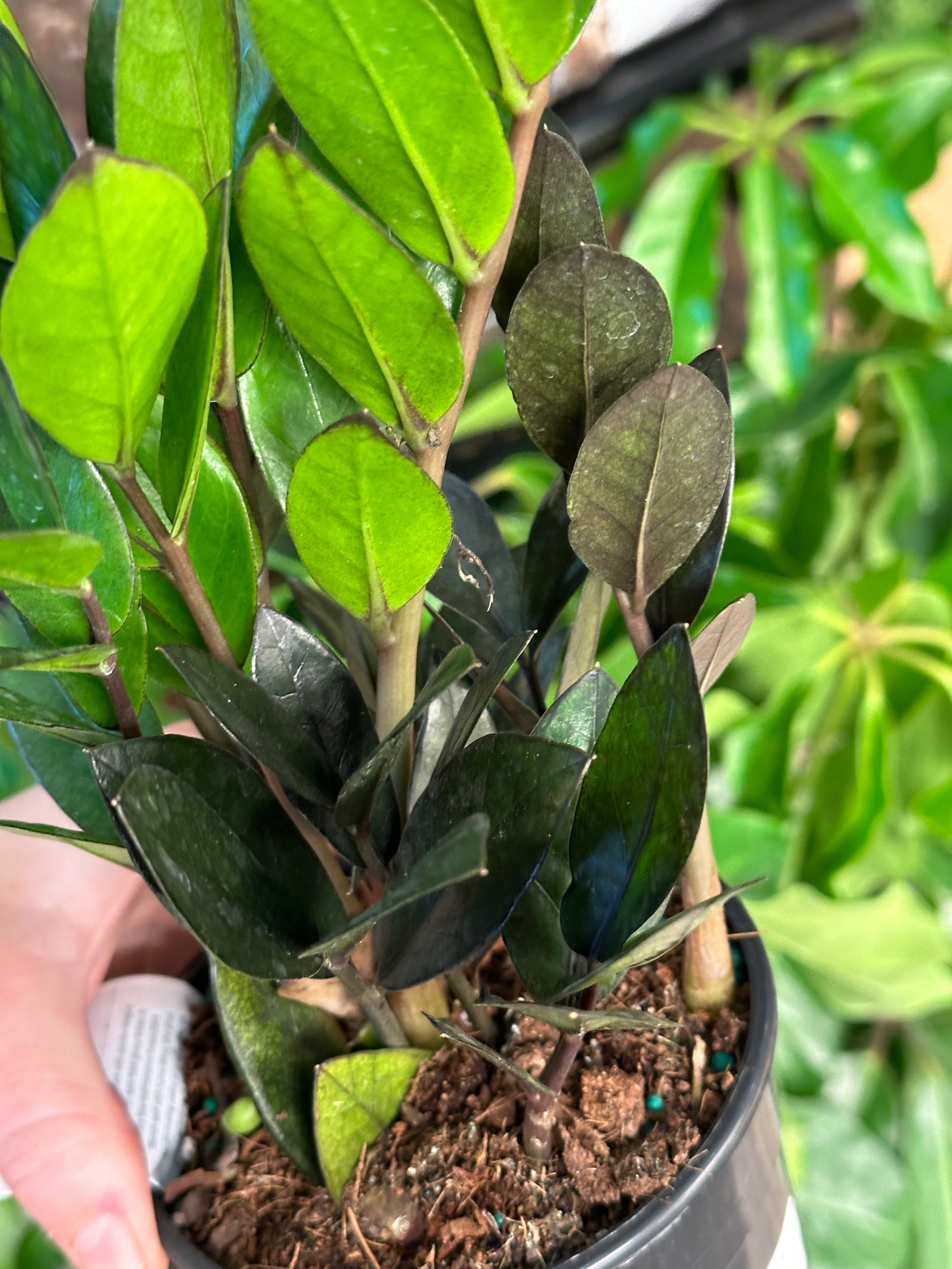 5" Zamioculcas zamiifolia "Black Raven"